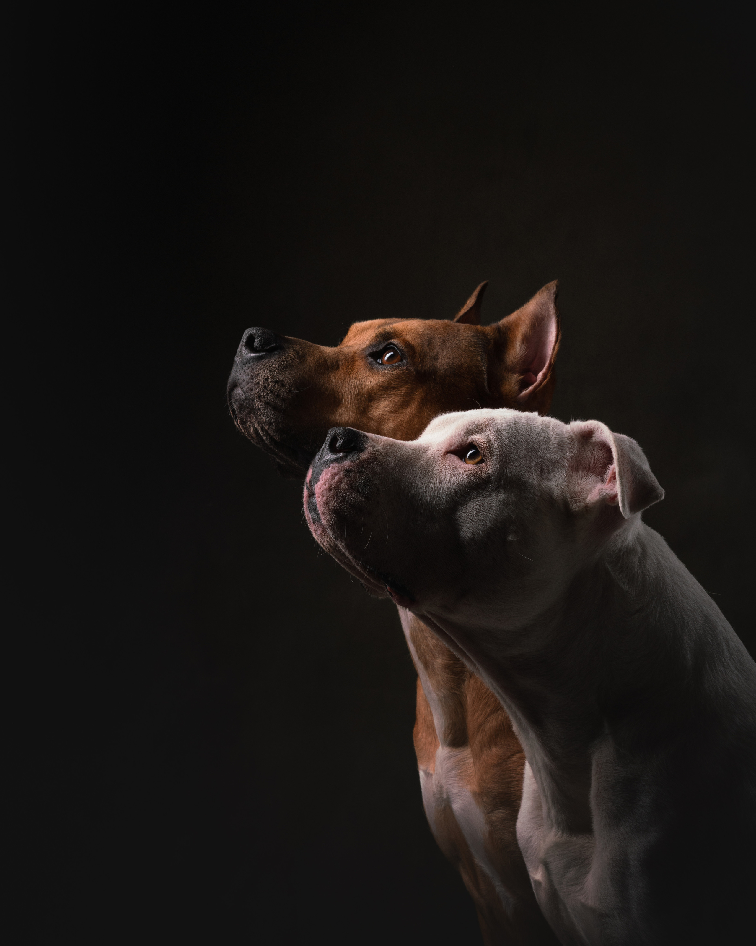 Лео и Квентин. Фотограф анималист Осипчикова Мария