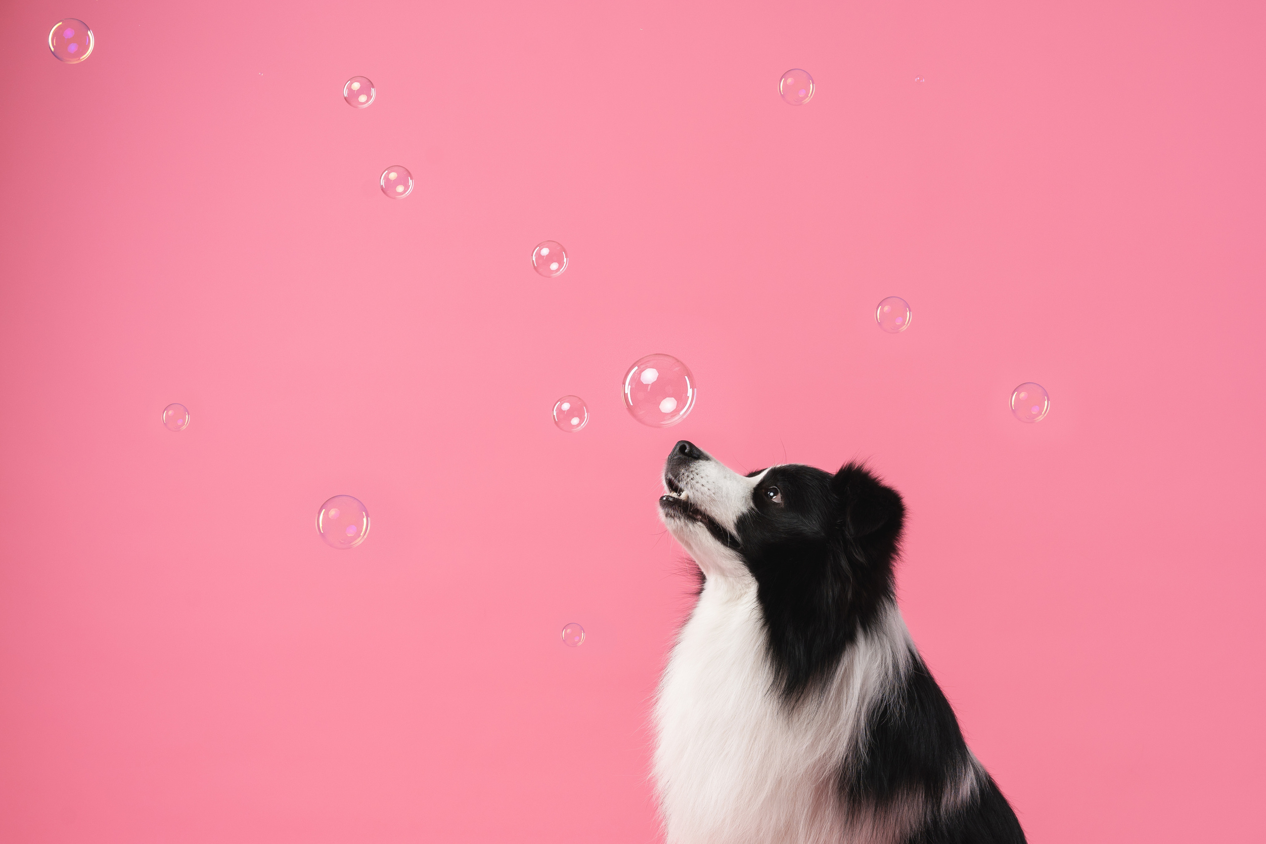 Бордер-колли СЛип. Фотограф анималист Осипчикова Мария