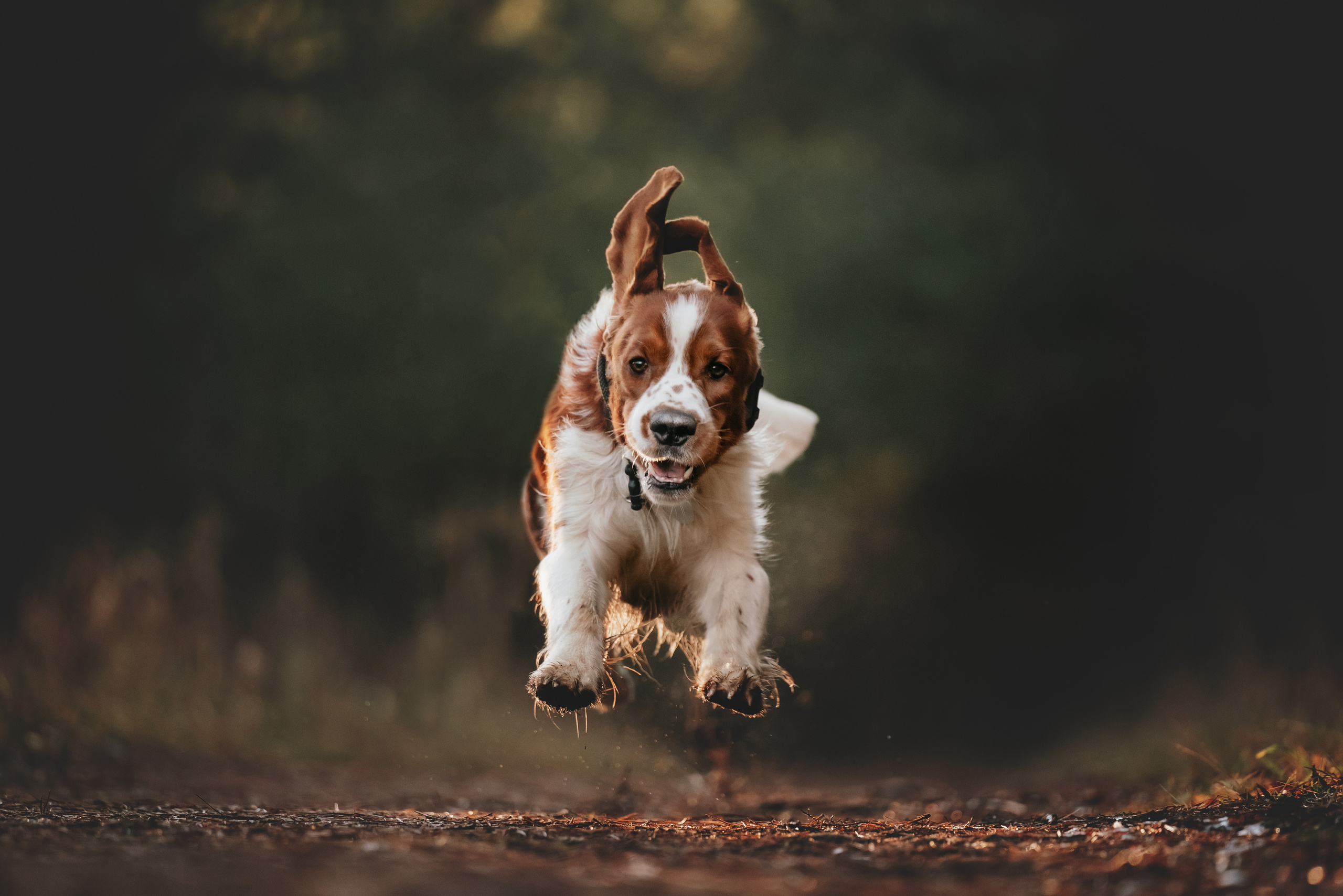 Фотограф анималист Осипчикова Мария
