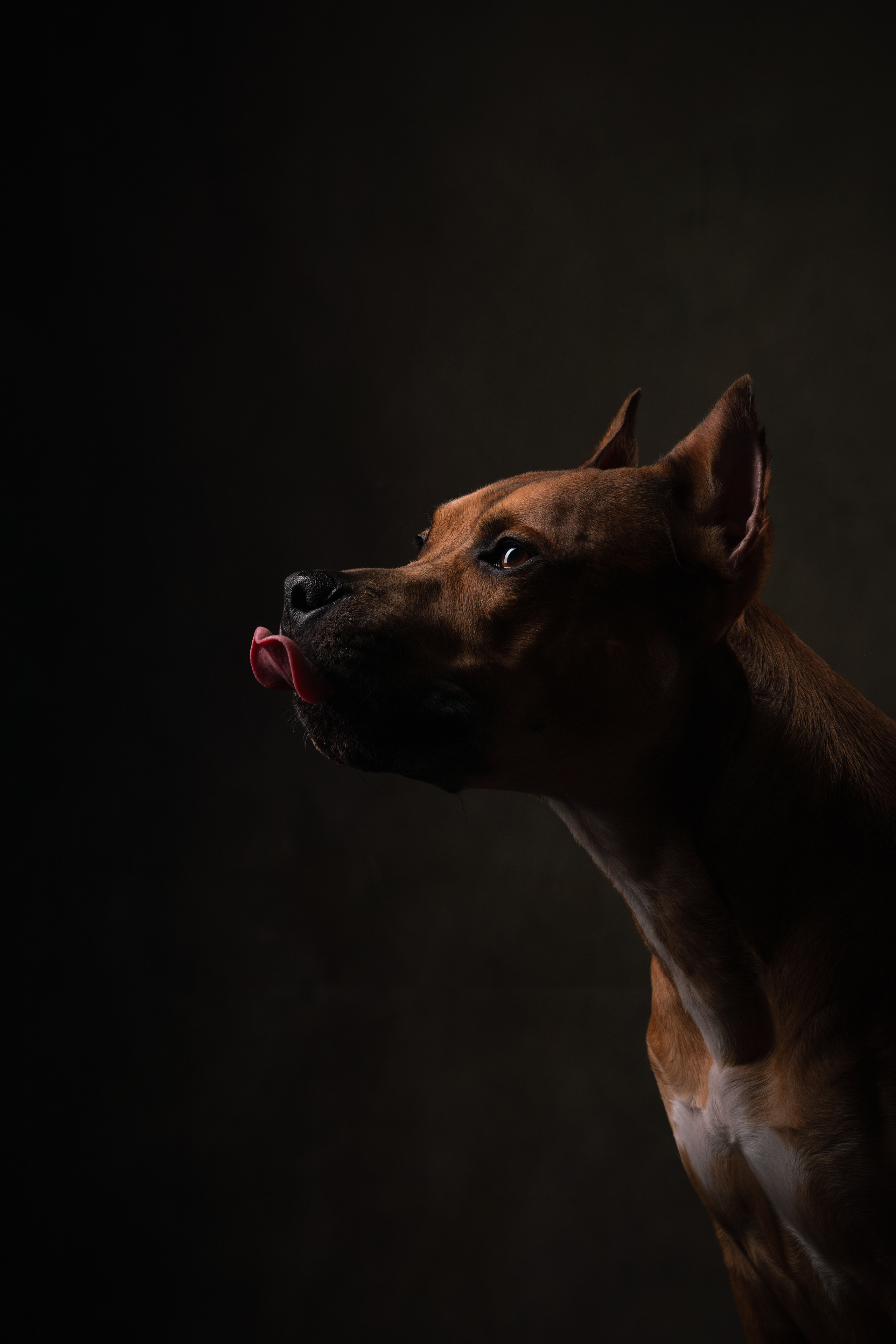 Лео и Квентин. Фотограф анималист Осипчикова Мария