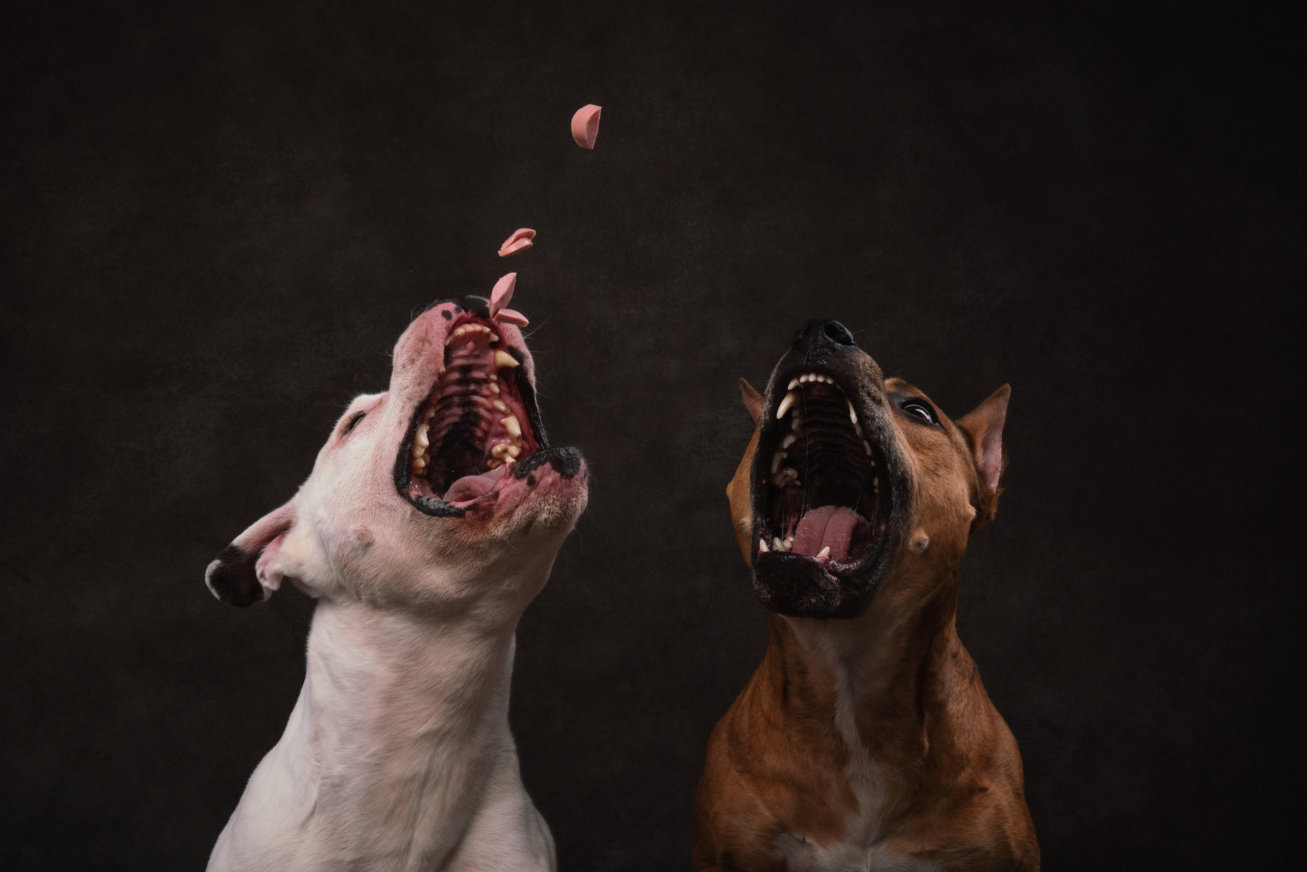 Лео и Квентин. Фотограф анималист Осипчикова Мария