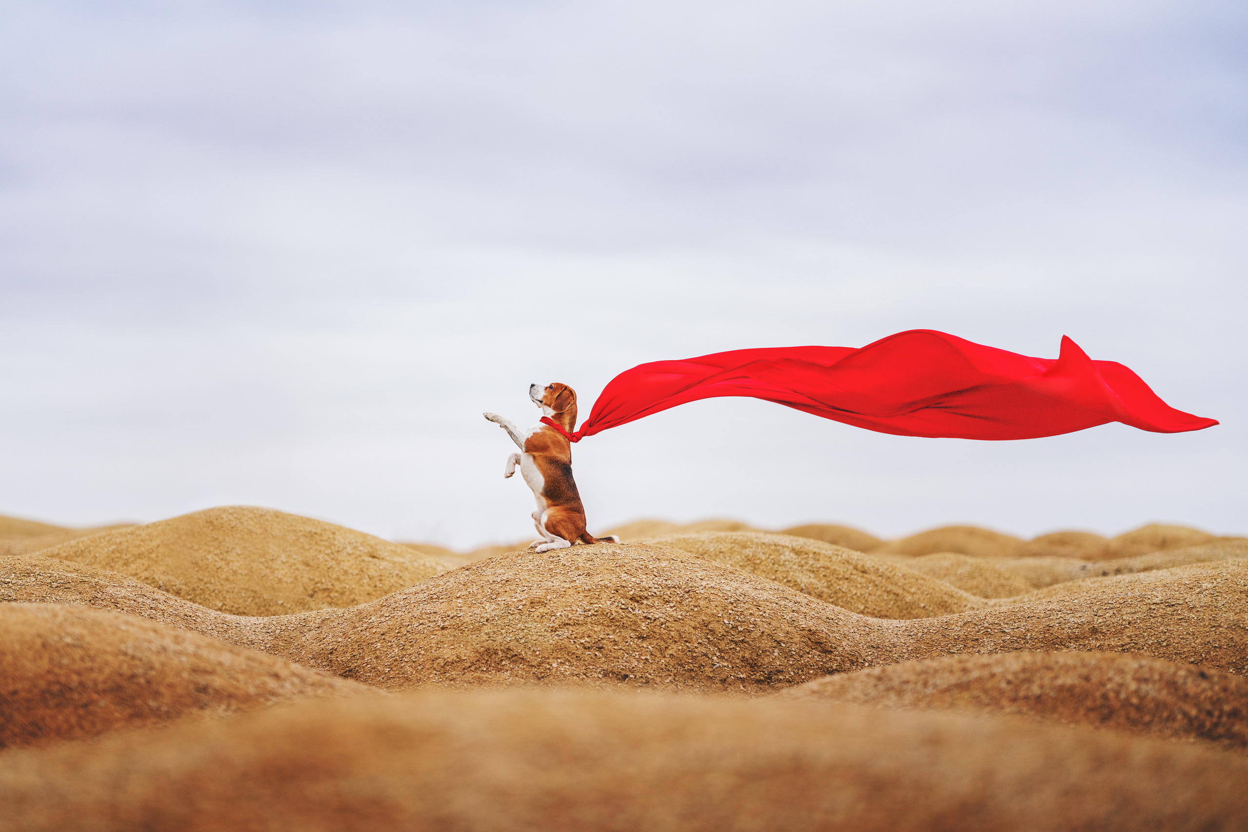 Фотограф анималист Осипчикова Мария