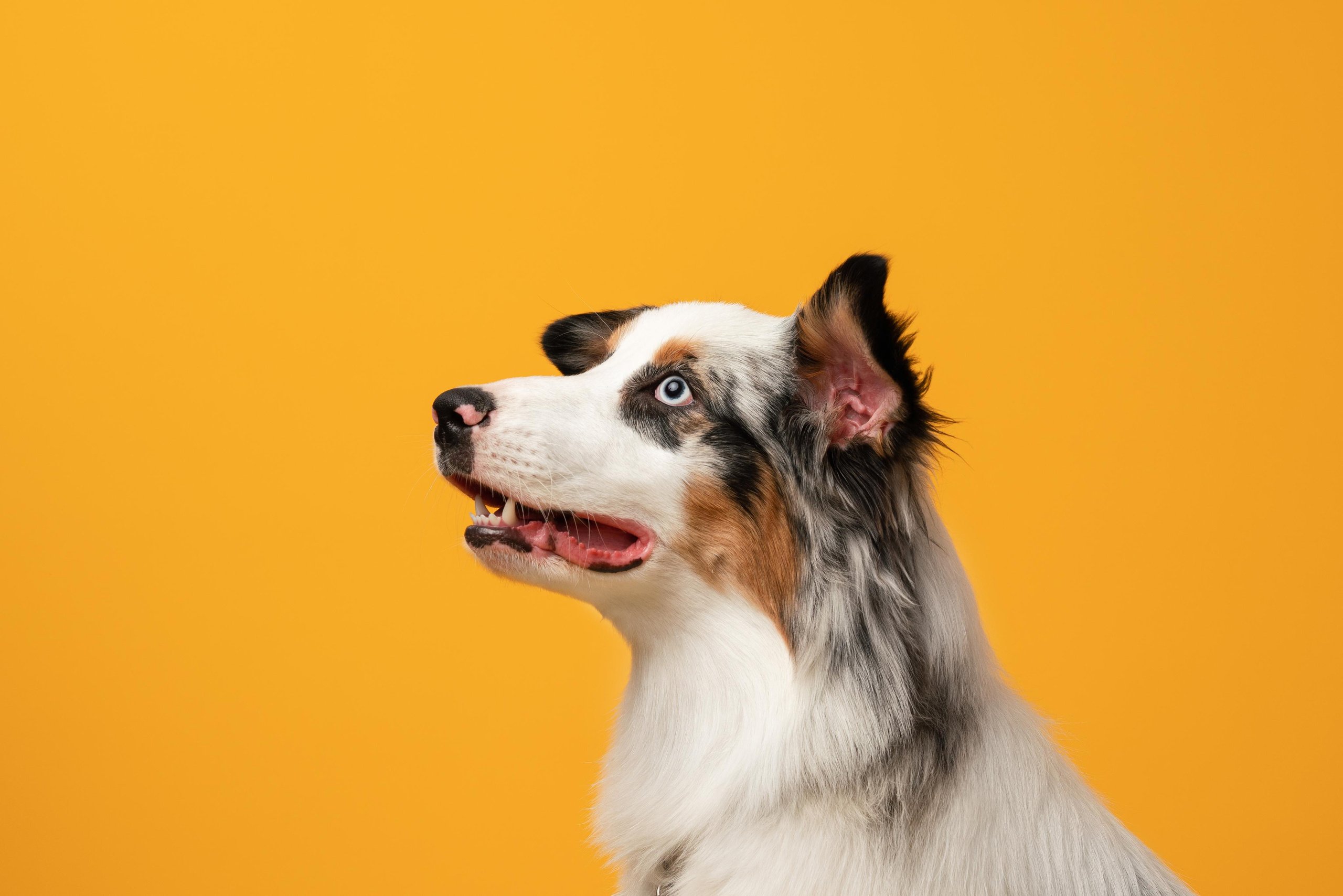 Инга и Санни. Фотограф анималист Осипчикова Мария