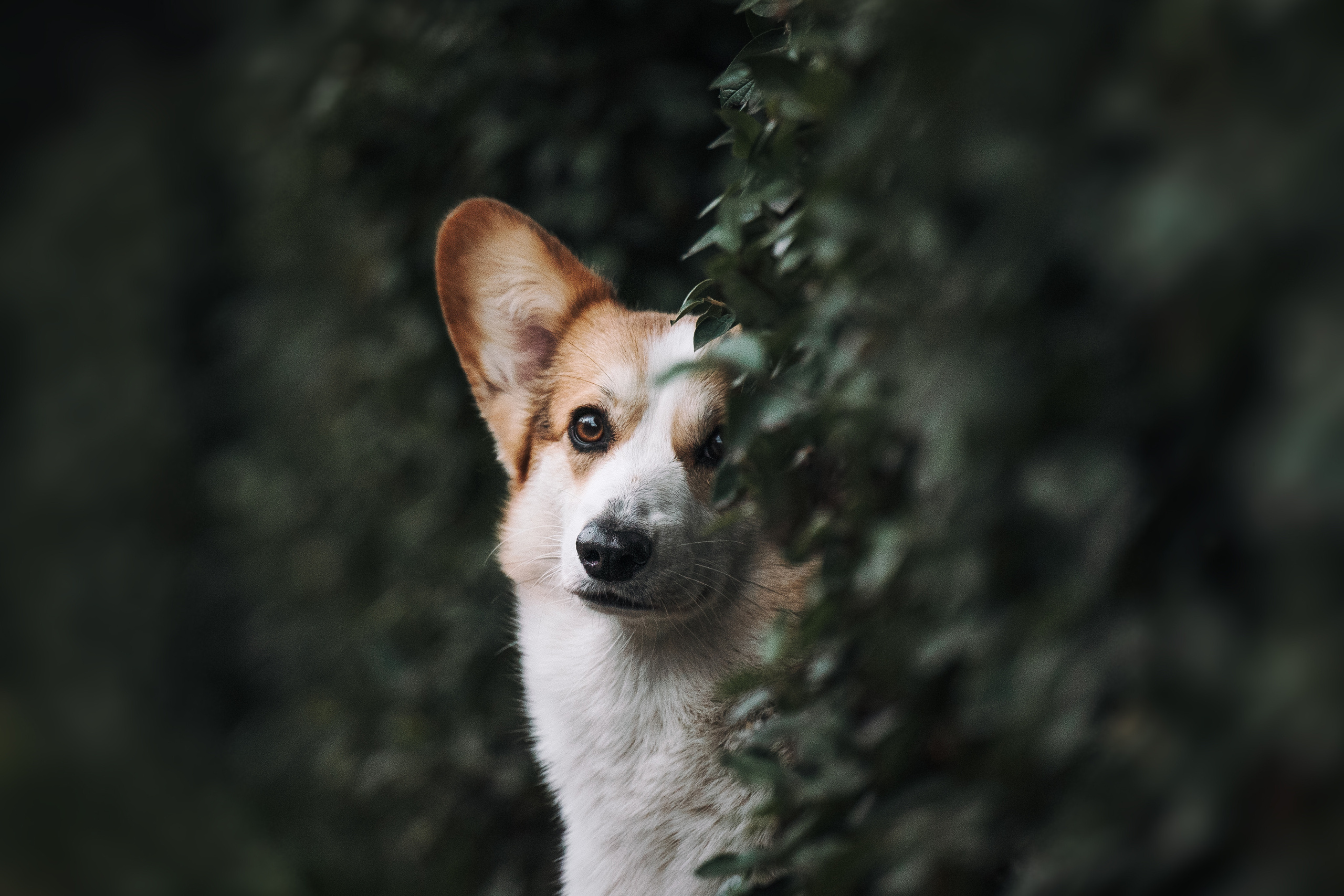Фотограф анималист Осипчикова Мария