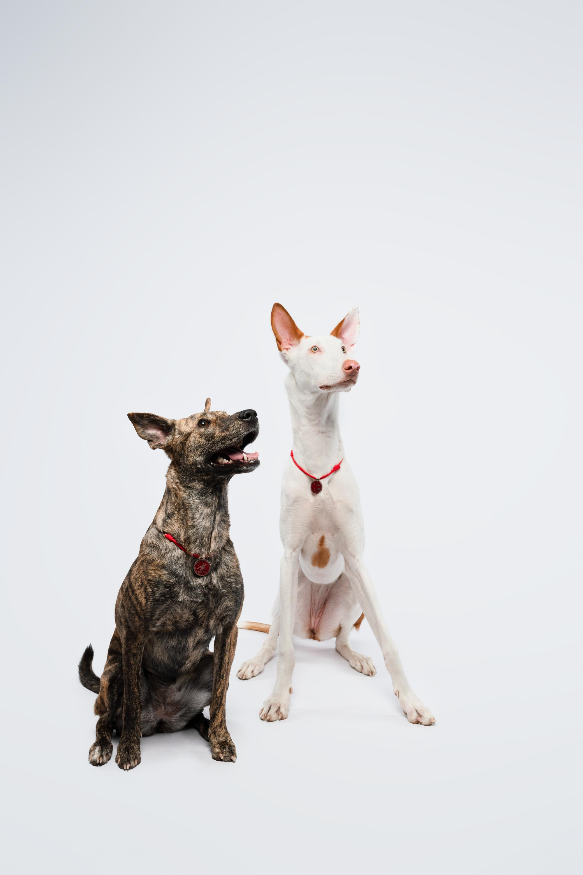 Альма, Вула и Даша. Фотограф анималист Осипчикова Мария