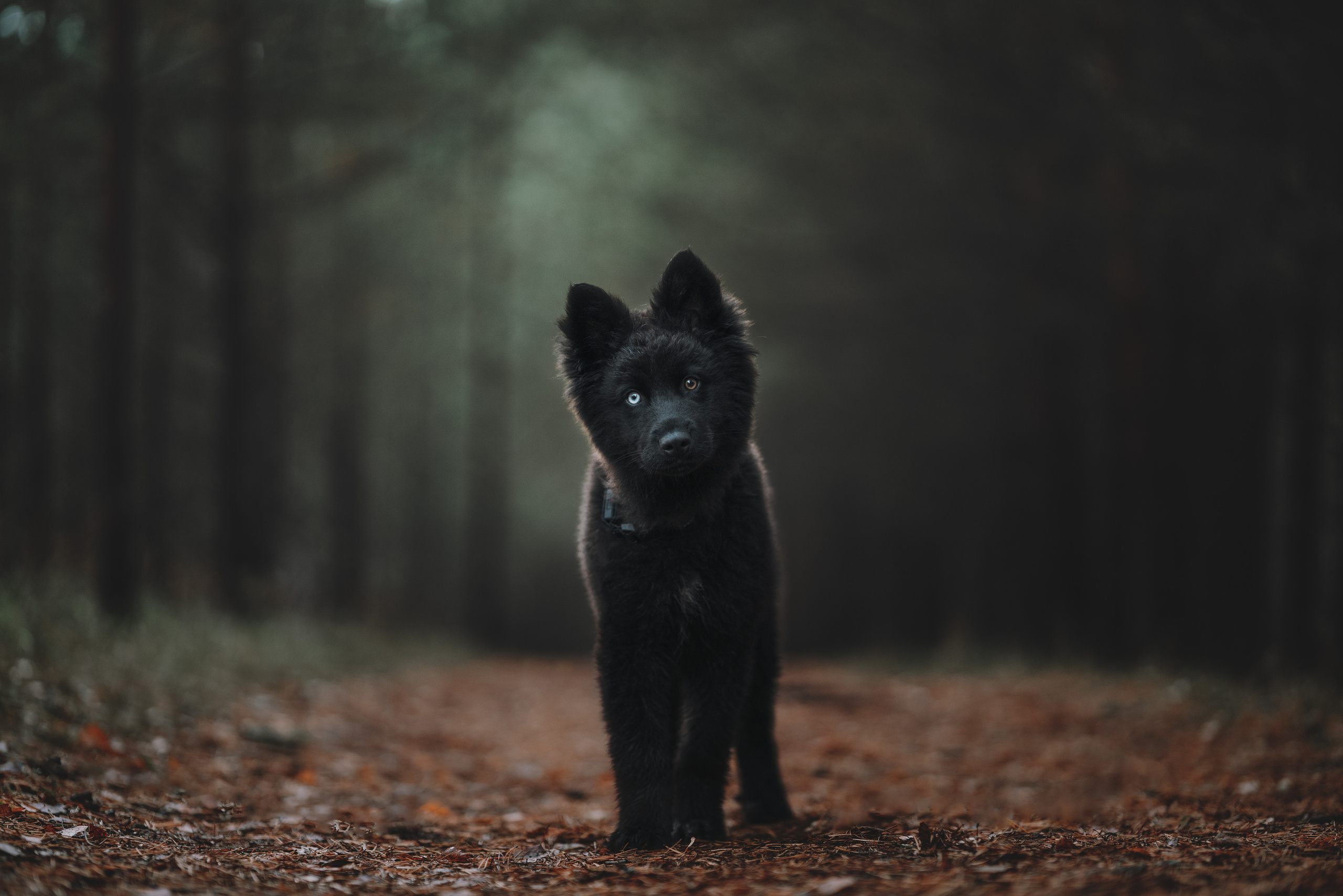 Фотограф анималист Осипчикова Мария