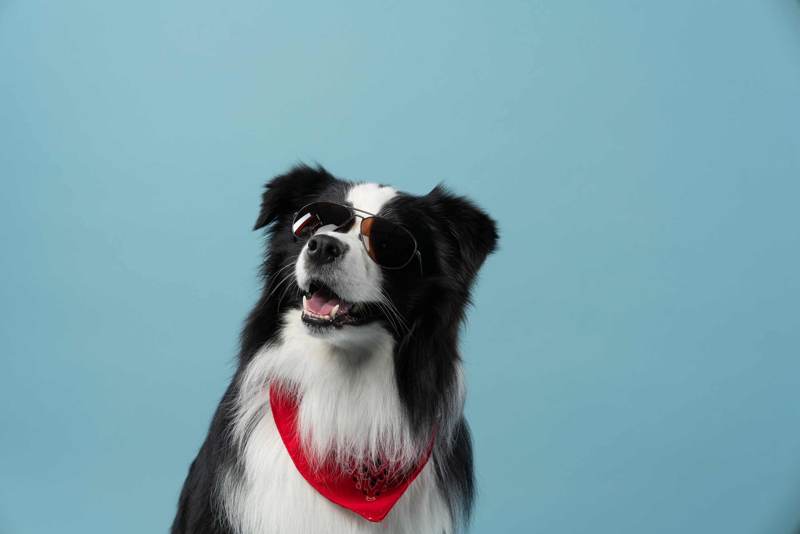 Бордер-колли СЛип. Фотограф анималист Осипчикова Мария