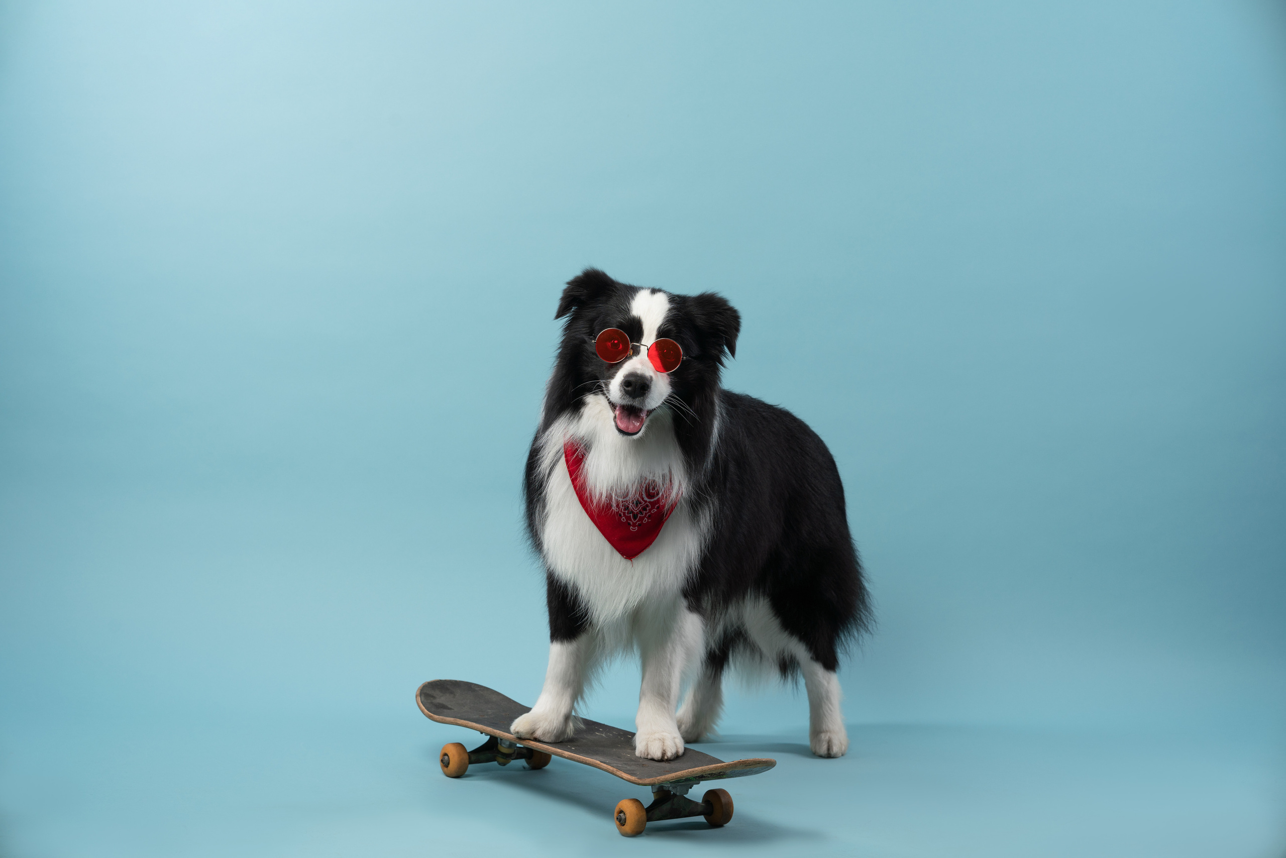 Бордер-колли СЛип. Фотограф анималист Осипчикова Мария