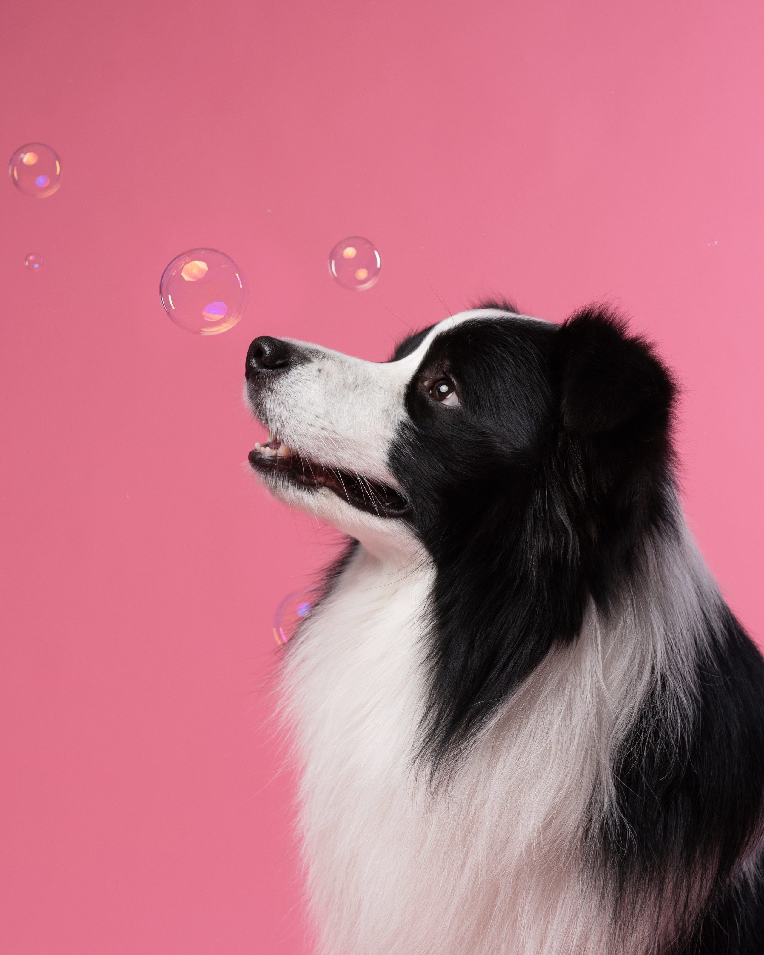 Бордер-колли СЛип. Фотограф анималист Осипчикова Мария