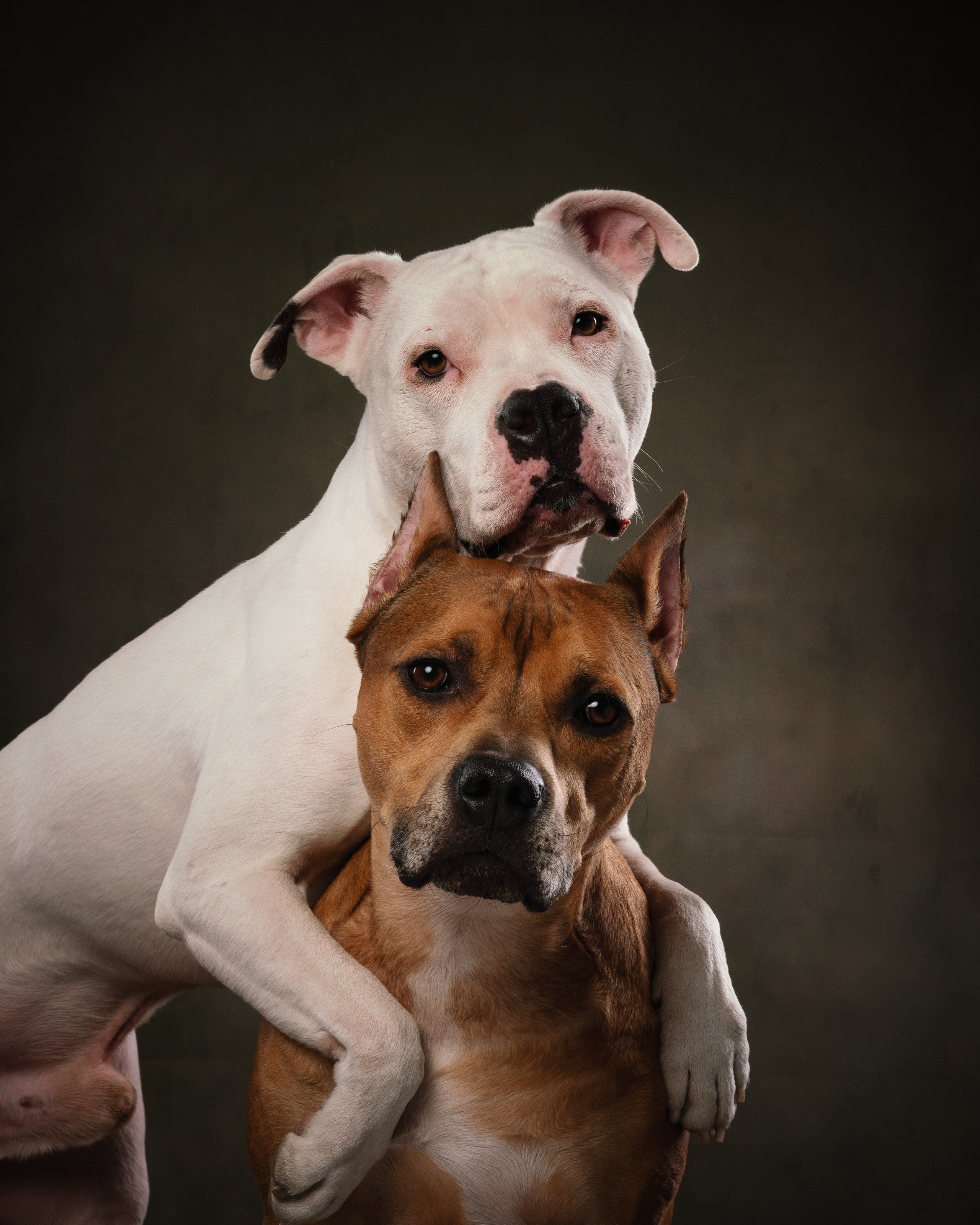 Лео и Квентин. Фотограф анималист Осипчикова Мария