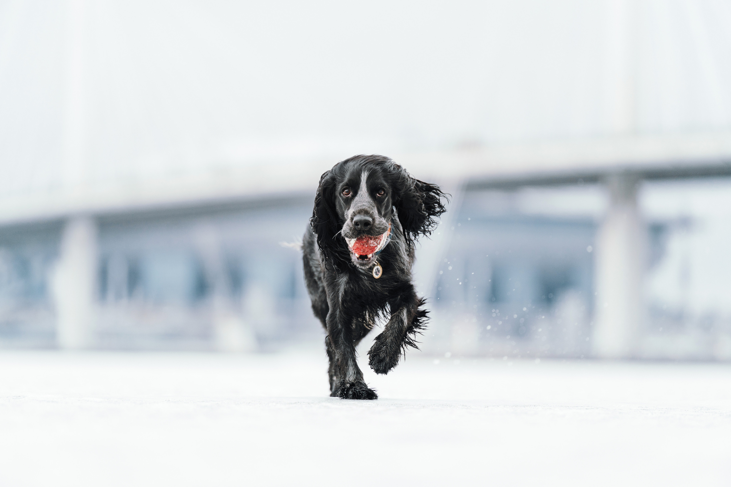 Фотограф анималист Осипчикова Мария