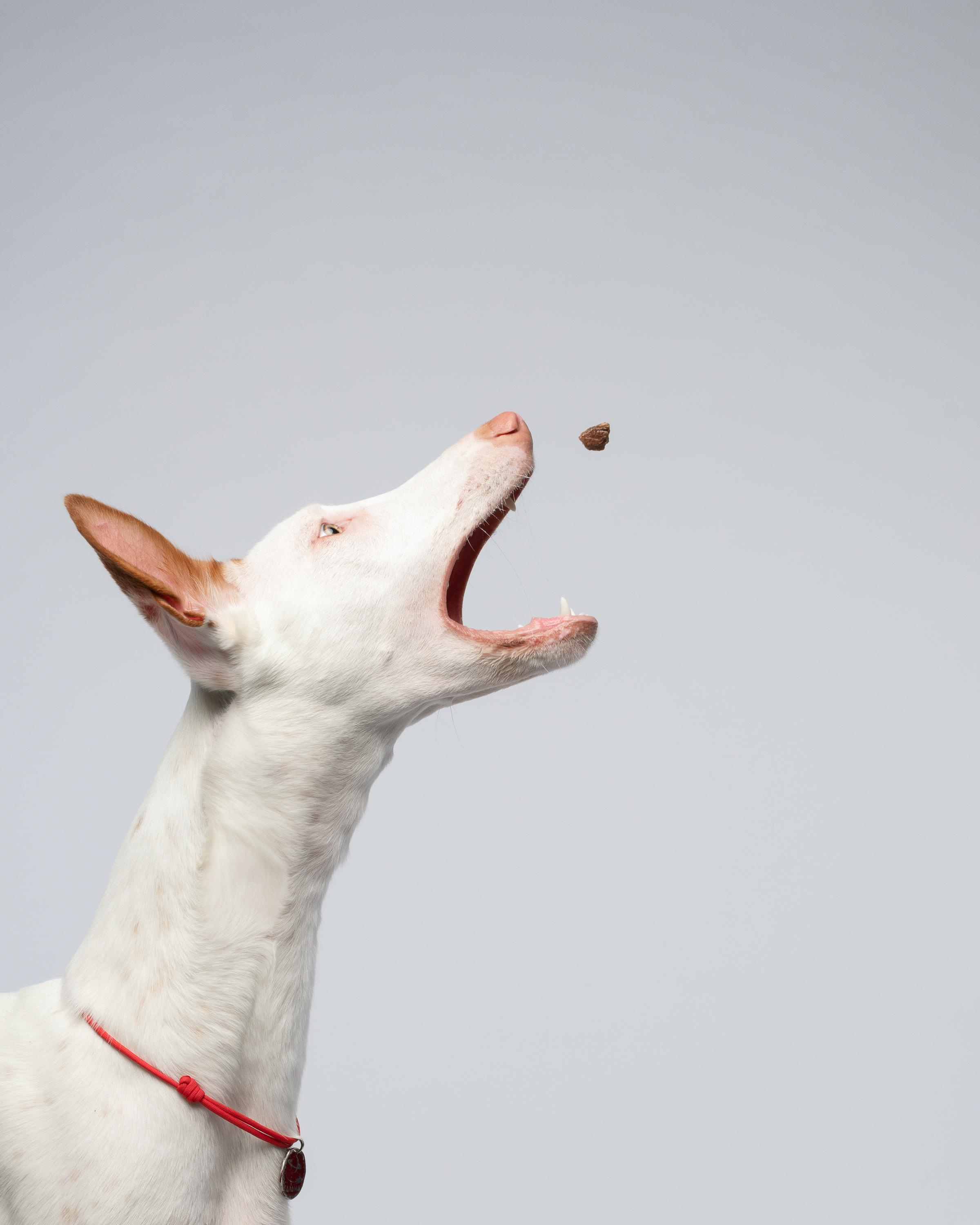 Альма, Вула и Даша. Фотограф анималист Осипчикова Мария