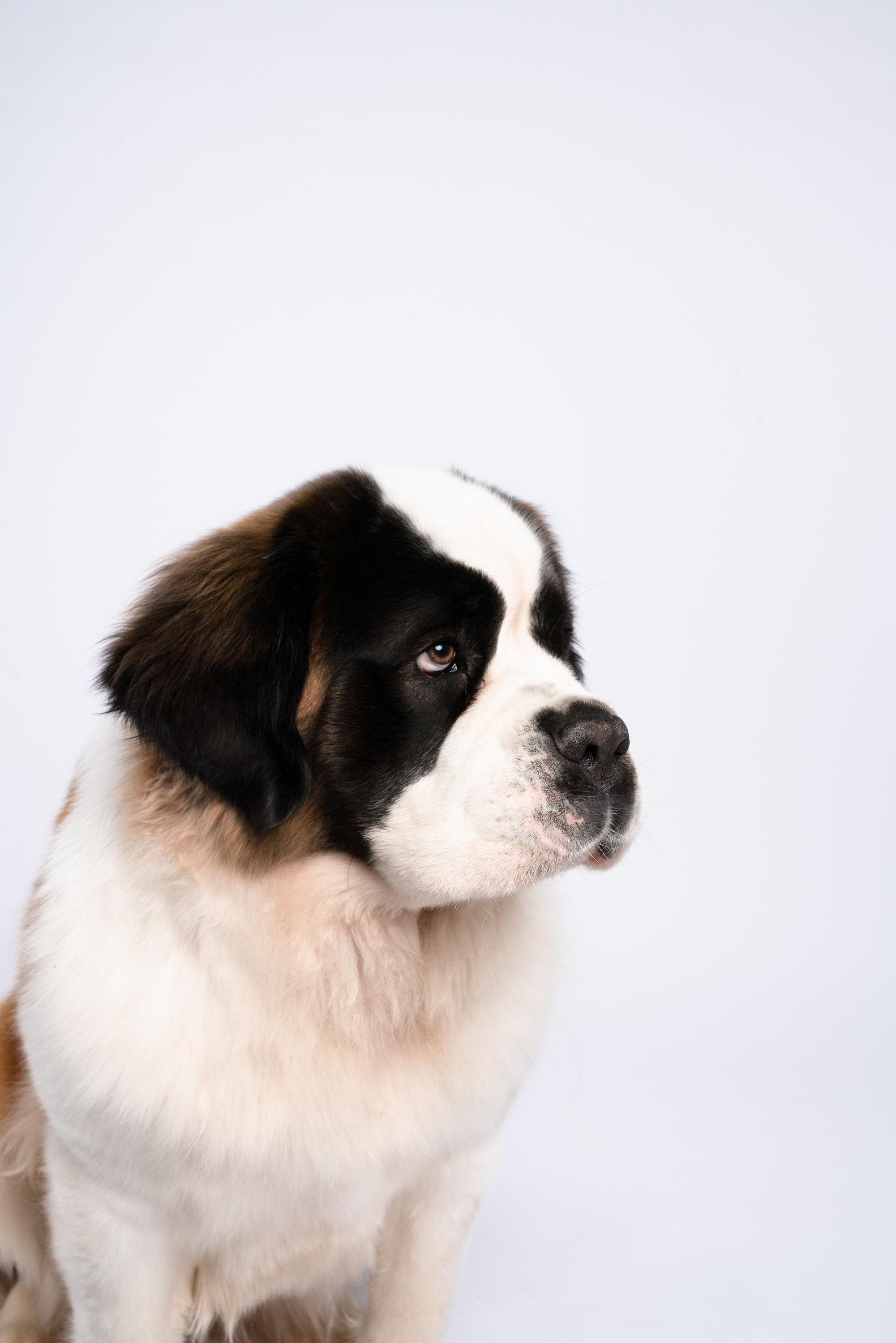 Оля и Эмма. Фотограф анималист Осипчикова Мария