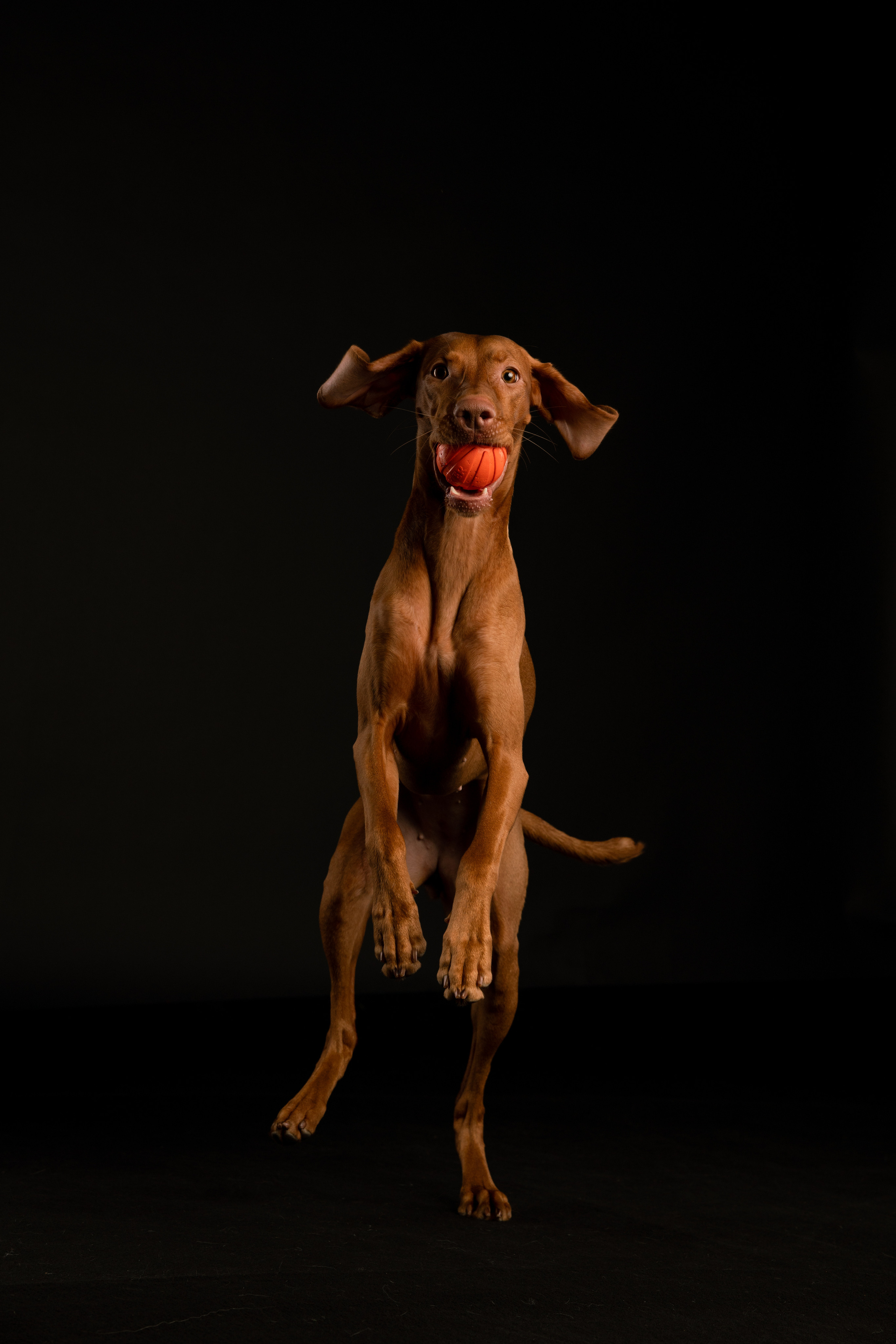 Трисс. Фотограф анималист Осипчикова Мария