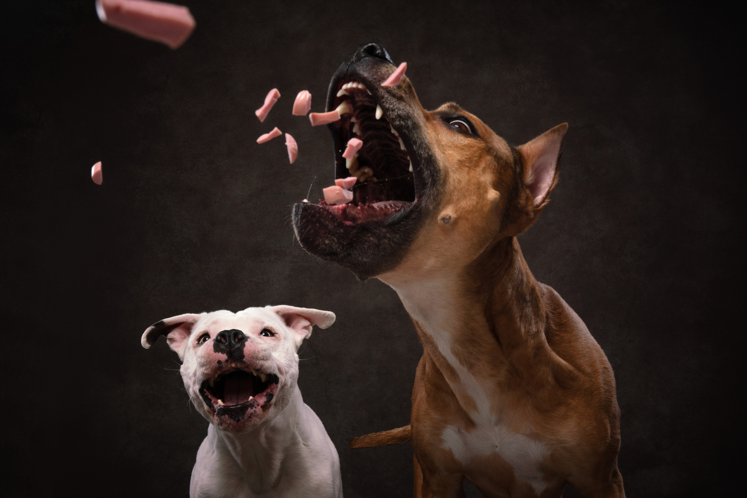 Фотограф анималист Осипчикова Мария