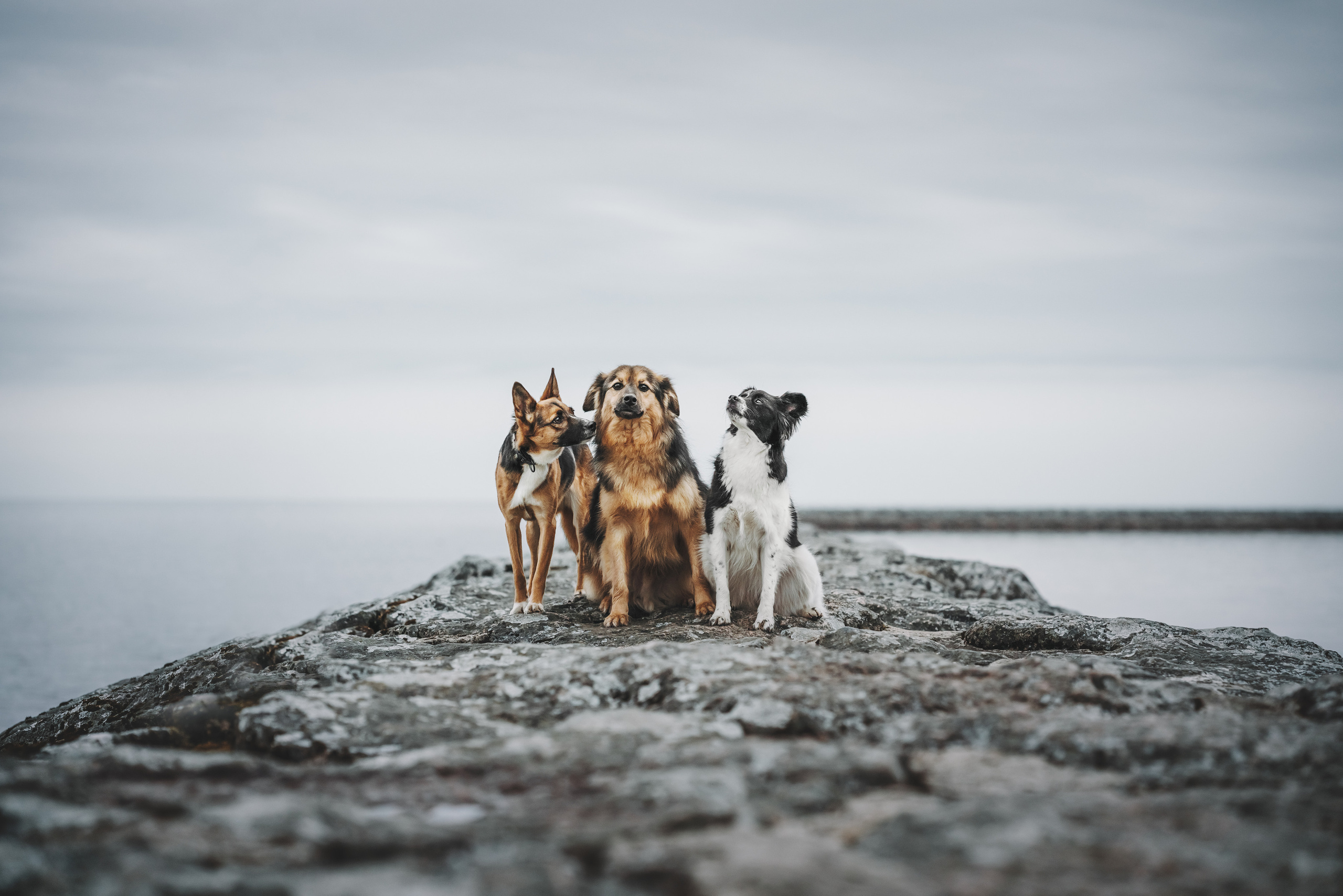 Фотограф анималист Осипчикова Мария