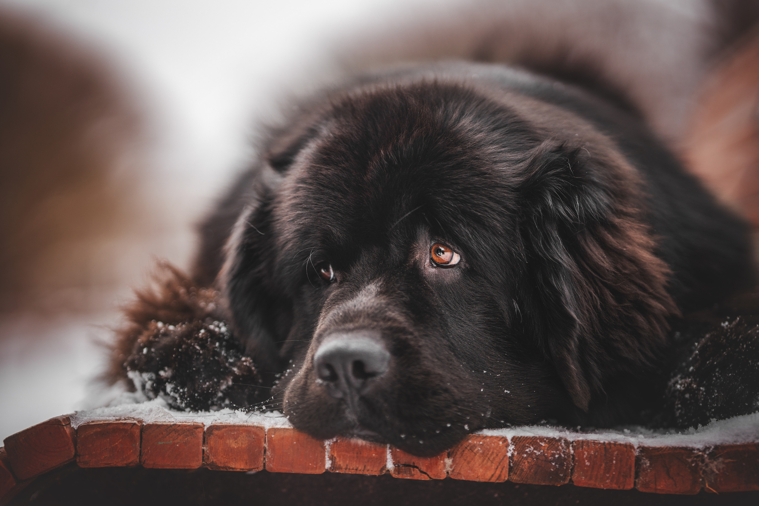 Фотограф анималист Осипчикова Мария