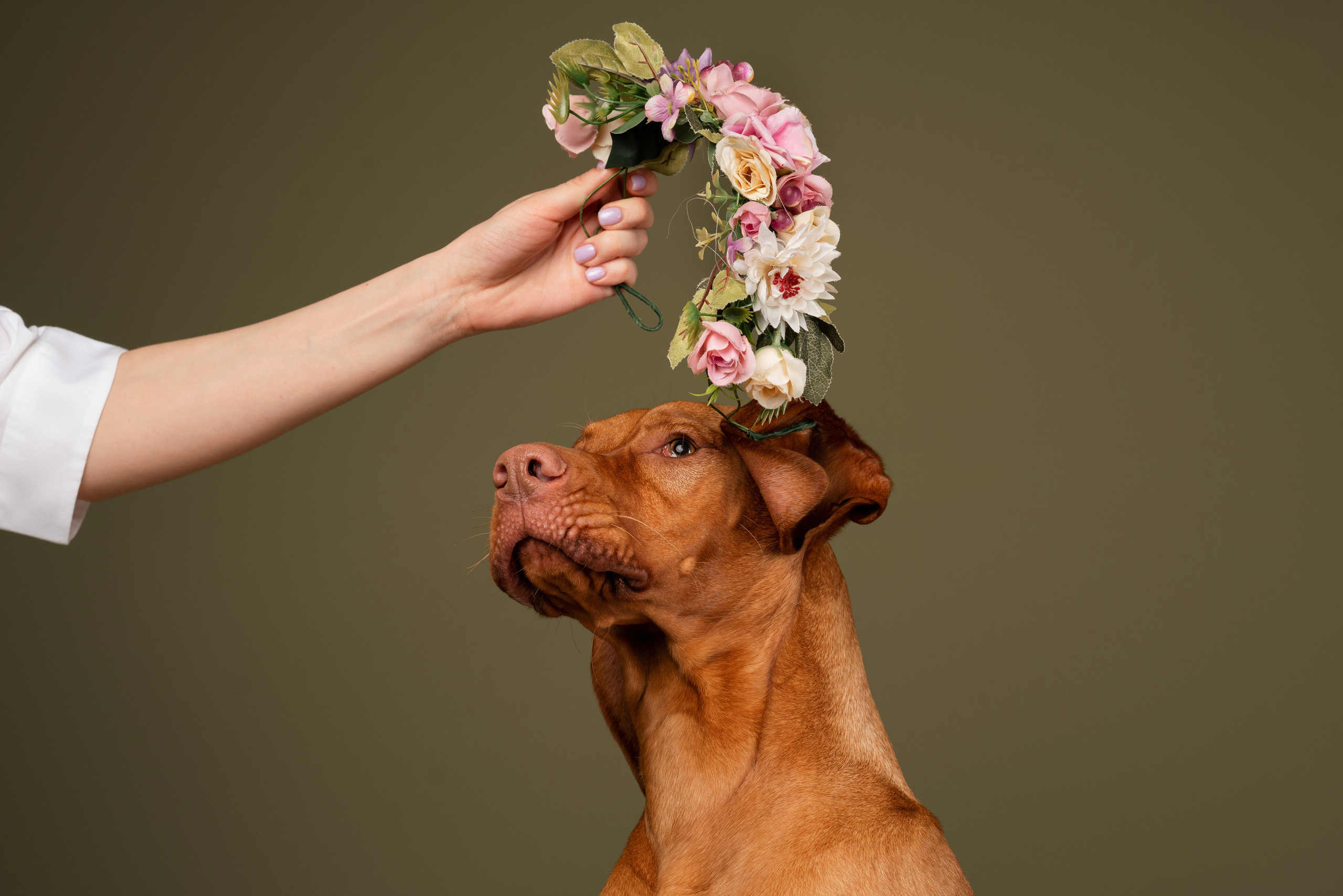 Лиза и Флора. Фотограф анималист Осипчикова Мария