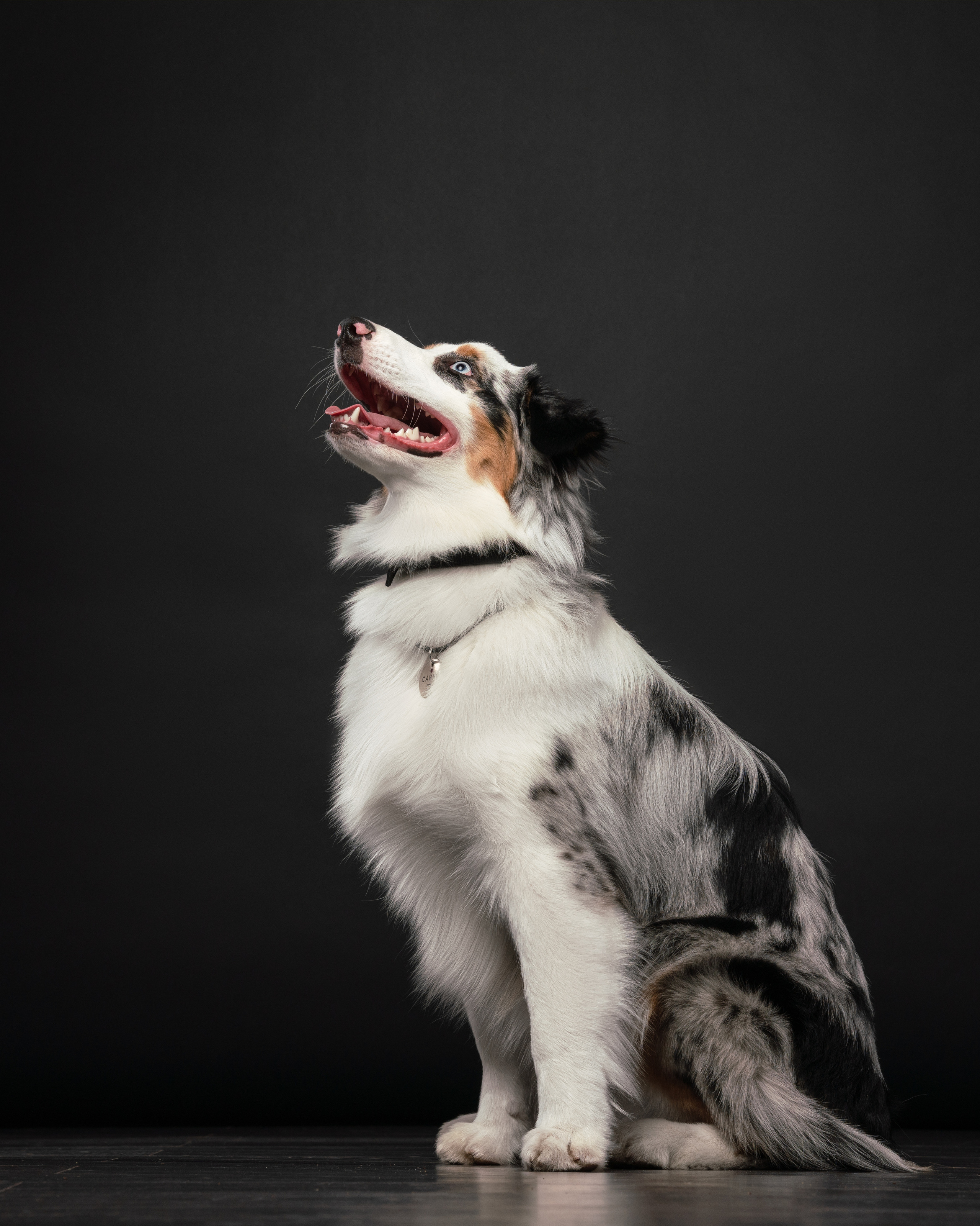 Инга и Санни. Фотограф анималист Осипчикова Мария