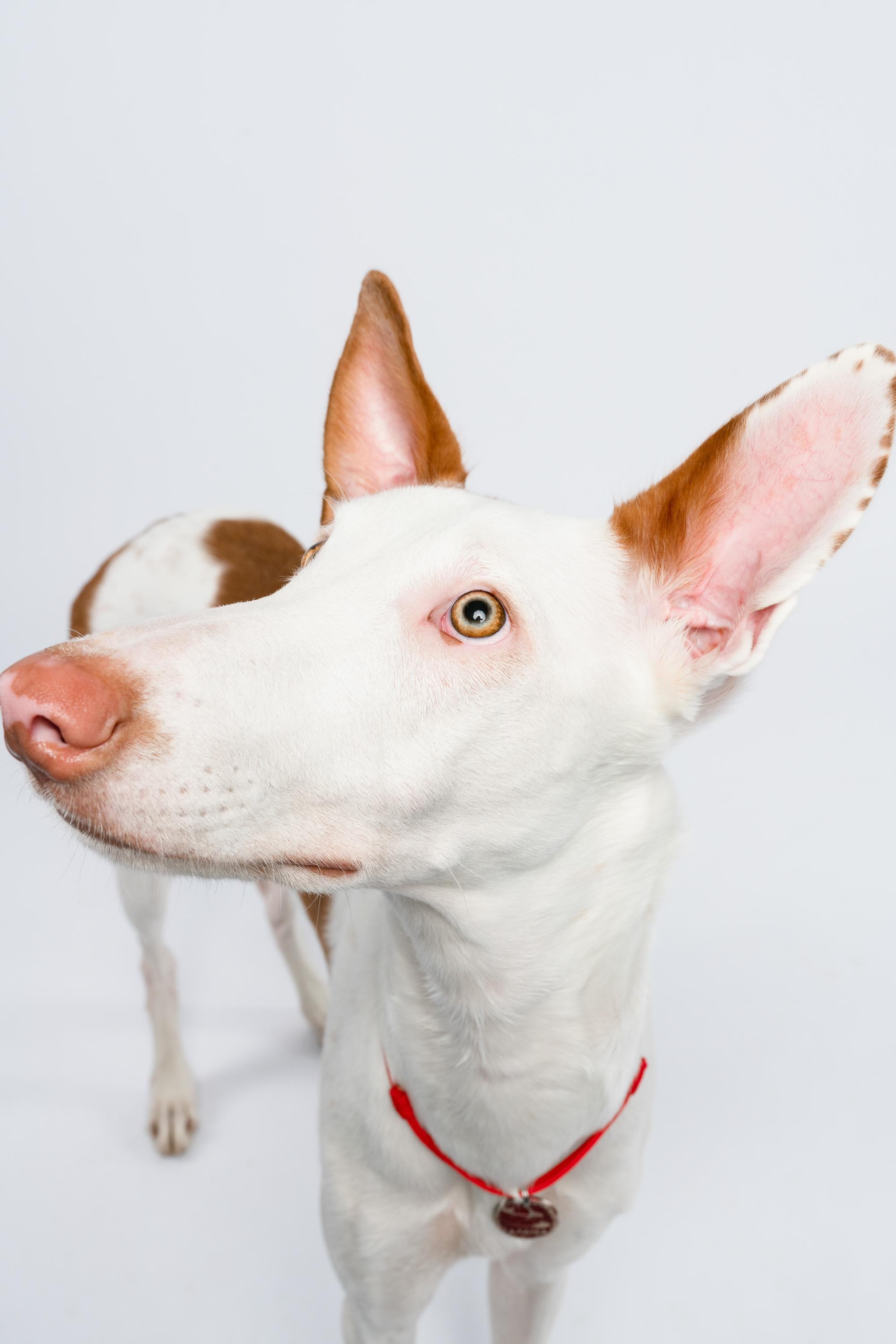 Альма, Вула и Даша. Фотограф анималист Осипчикова Мария