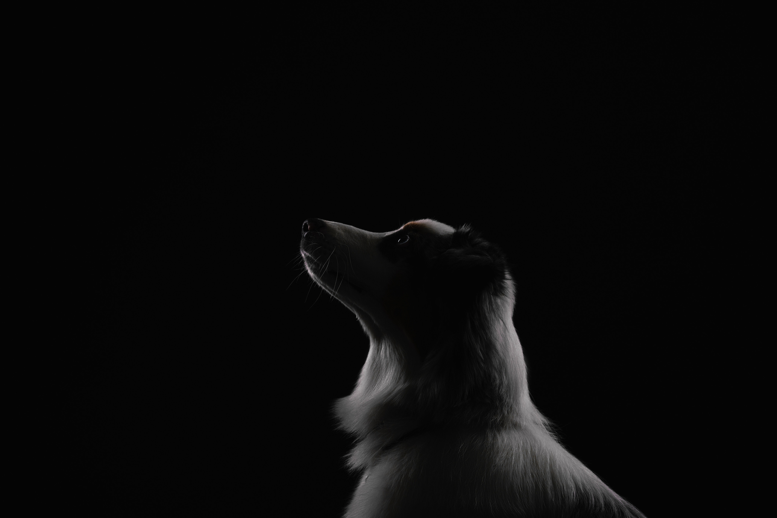 Инга и Санни. Фотограф анималист Осипчикова Мария