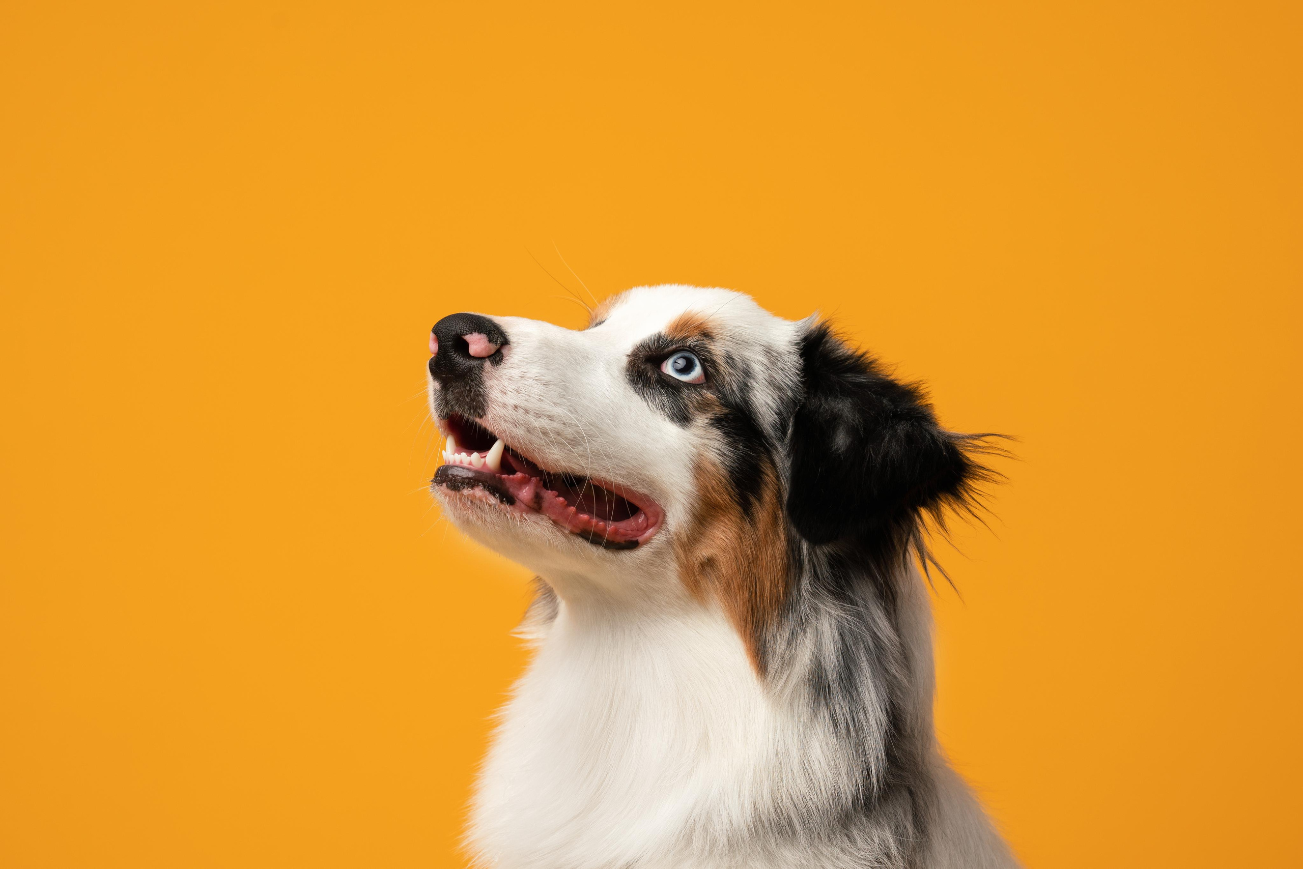 Инга и Санни. Фотограф анималист Осипчикова Мария