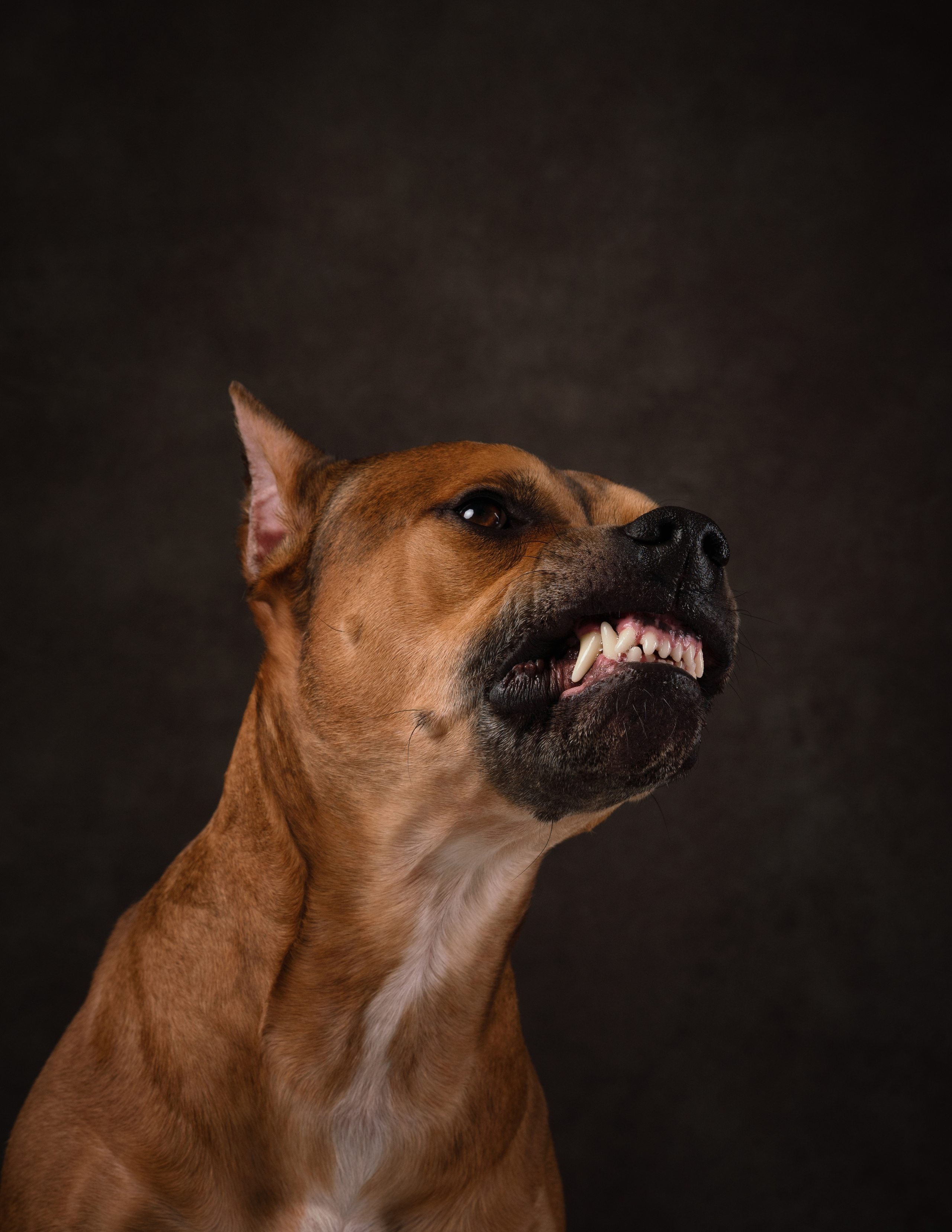 Лео и Квентин. Фотограф анималист Осипчикова Мария