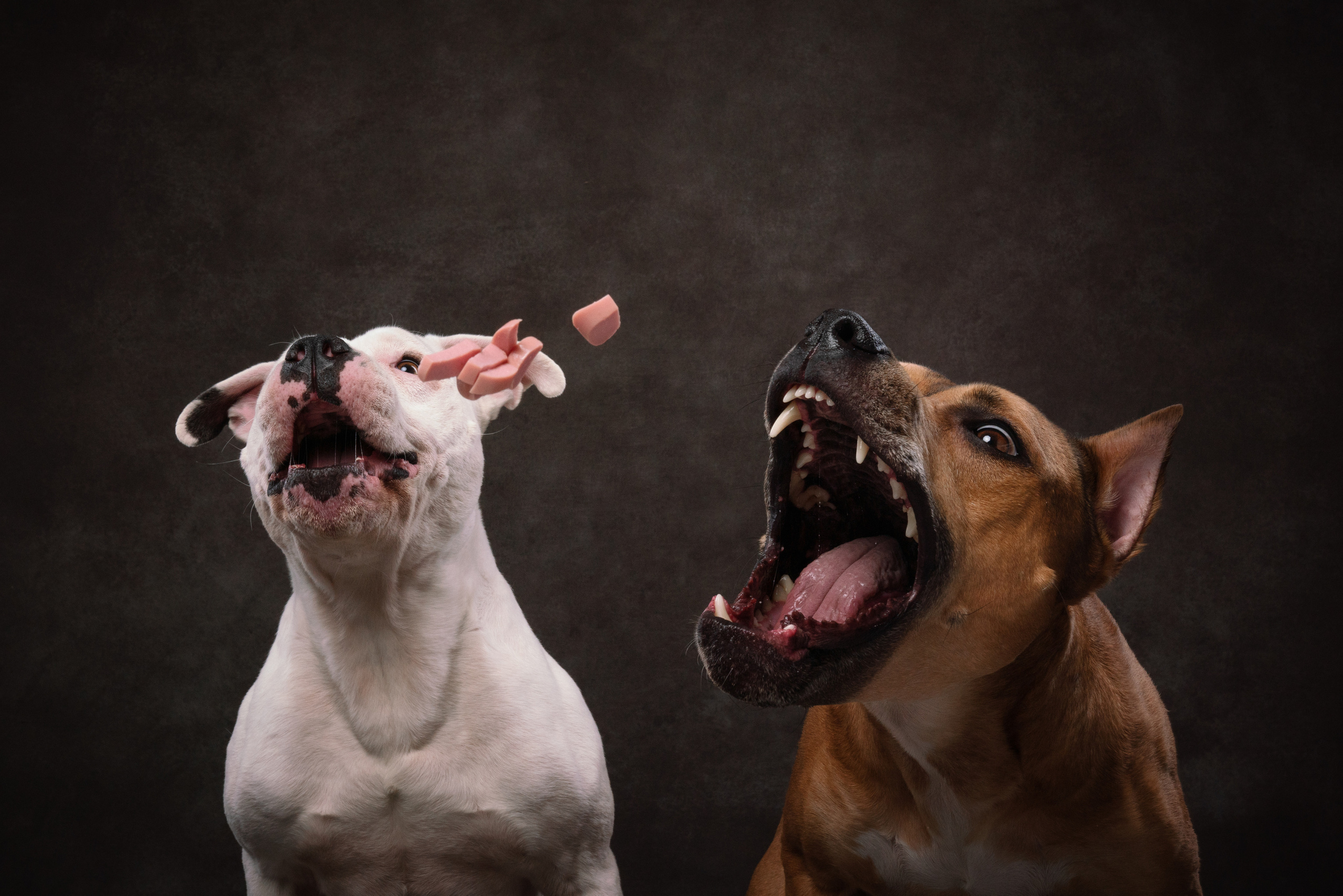 Лео и Квентин. Фотограф анималист Осипчикова Мария
