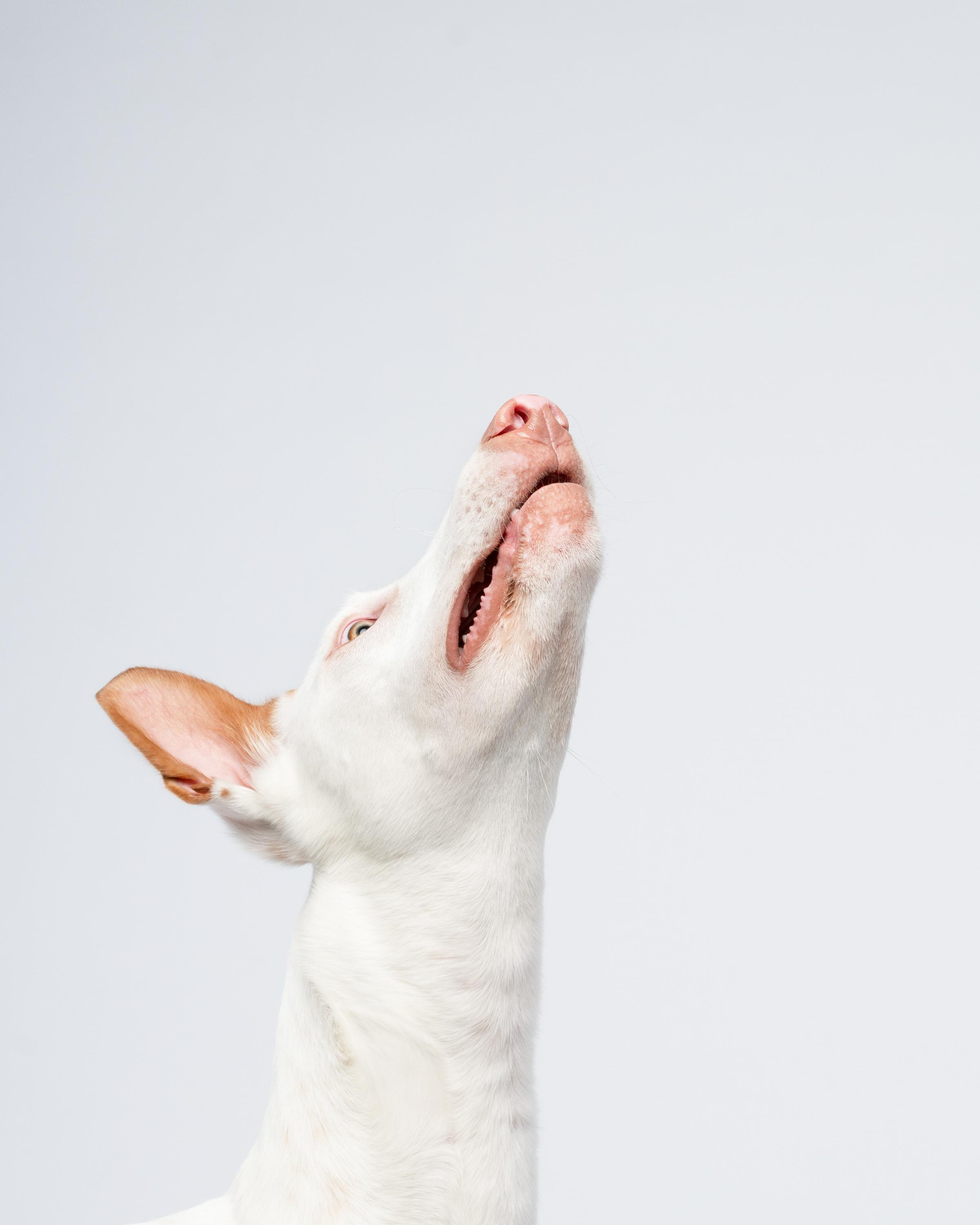 Альма, Вула и Даша. Фотограф анималист Осипчикова Мария