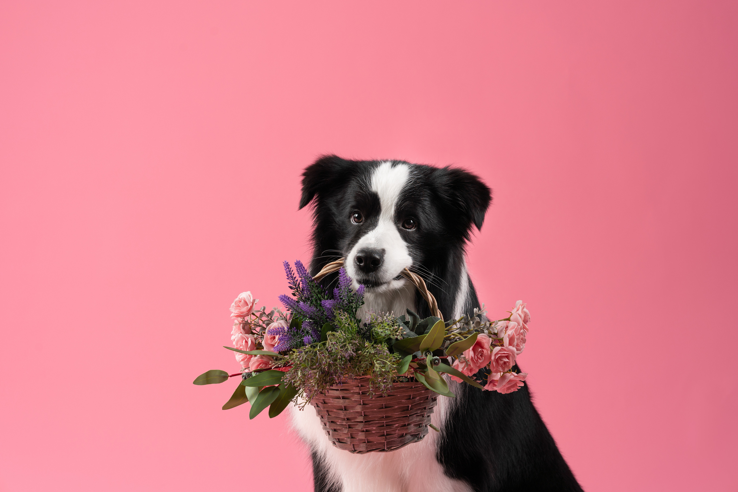 Бордер-колли СЛип. Фотограф анималист Осипчикова Мария