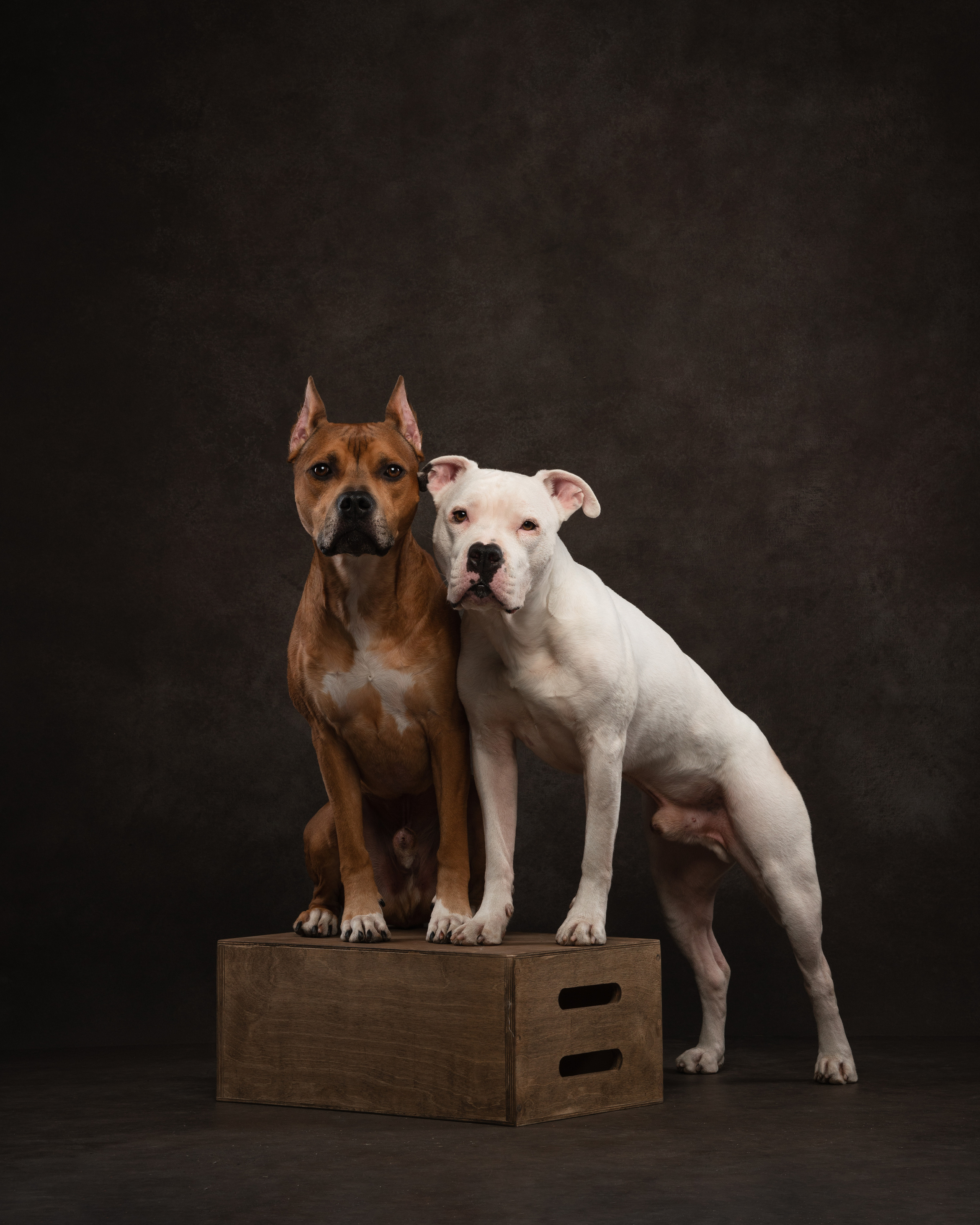 Лео и Квентин. Фотограф анималист Осипчикова Мария