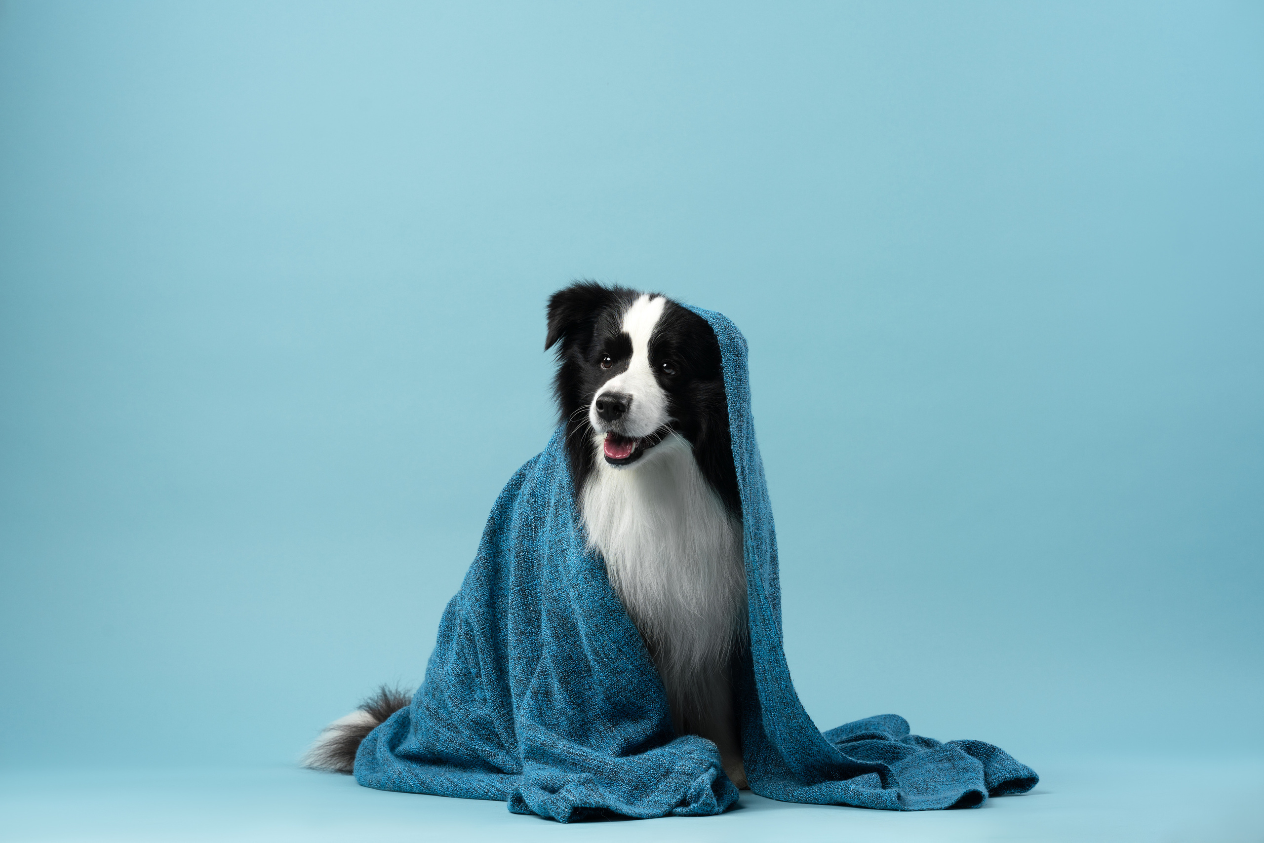 Бордер-колли СЛип. Фотограф анималист Осипчикова Мария