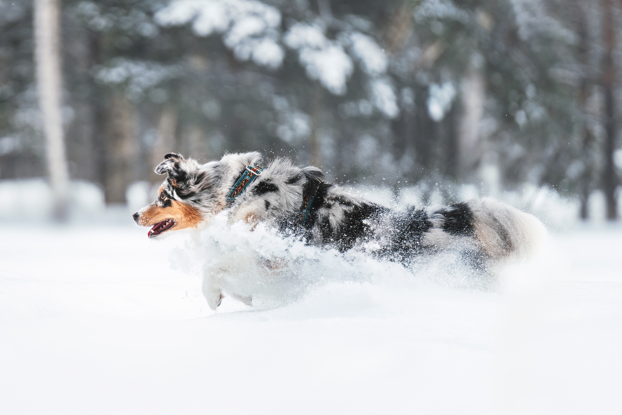 Фотограф анималист Осипчикова Мария