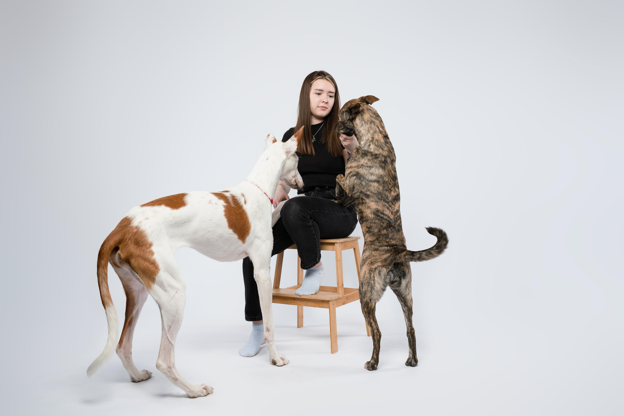 Альма, Вула и Даша. Фотограф анималист Осипчикова Мария