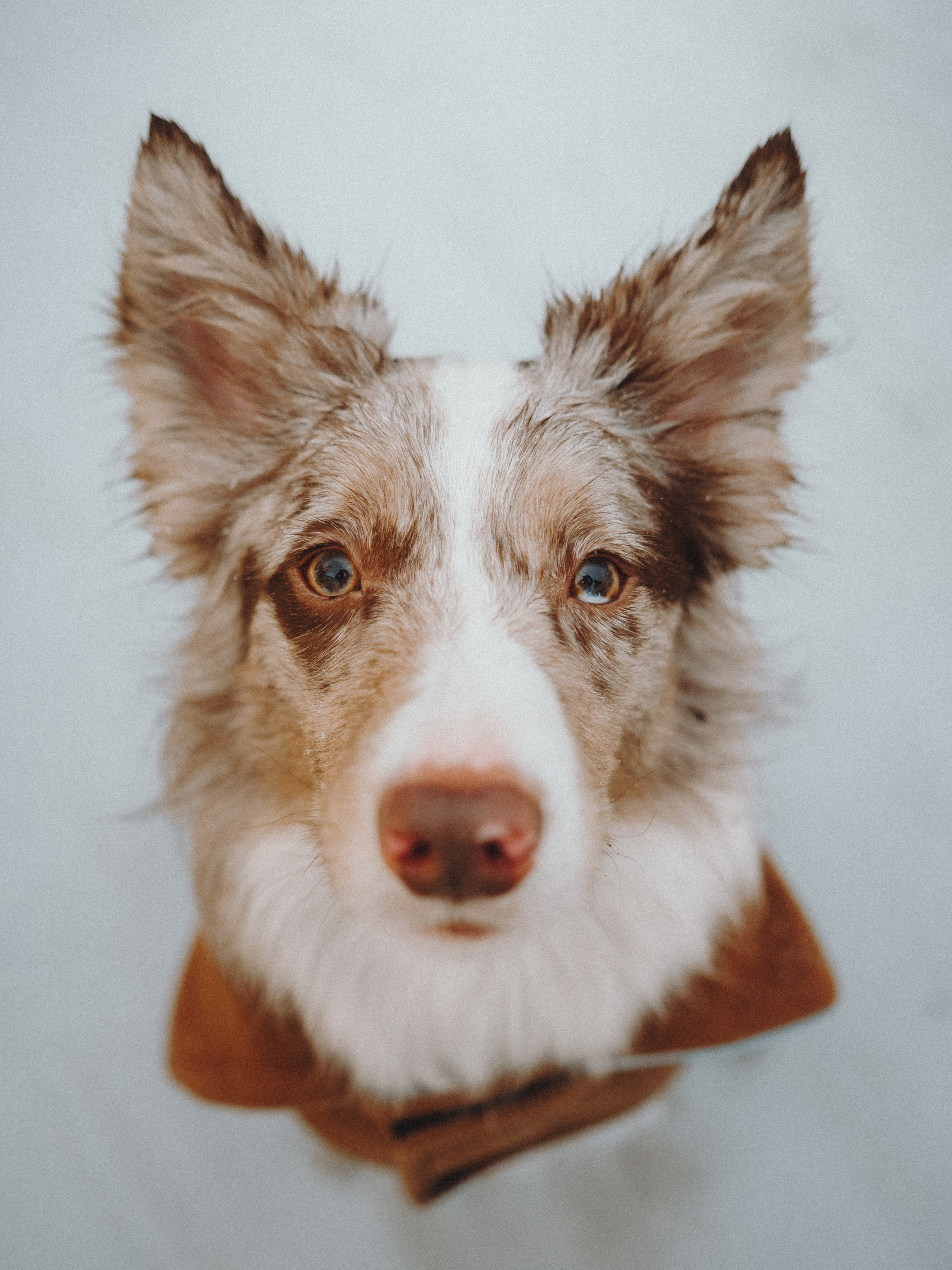 Аня и Дэймон. Семейный фотограф анималист Ананьева Мария — Москва