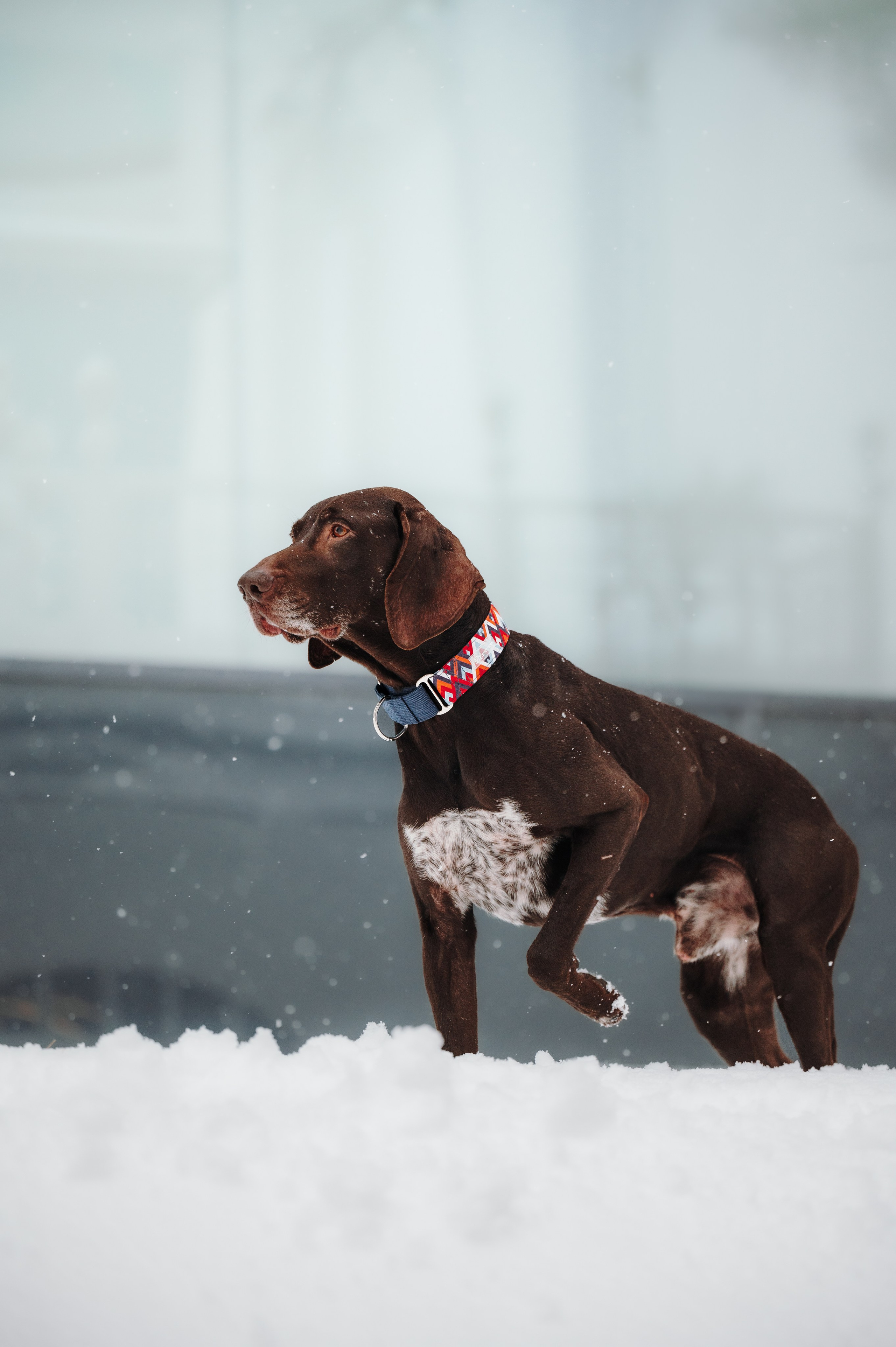 Bender&Frai. Зимняя коллекция. Семейный фотограф анималист Ананьева Мария — Москва