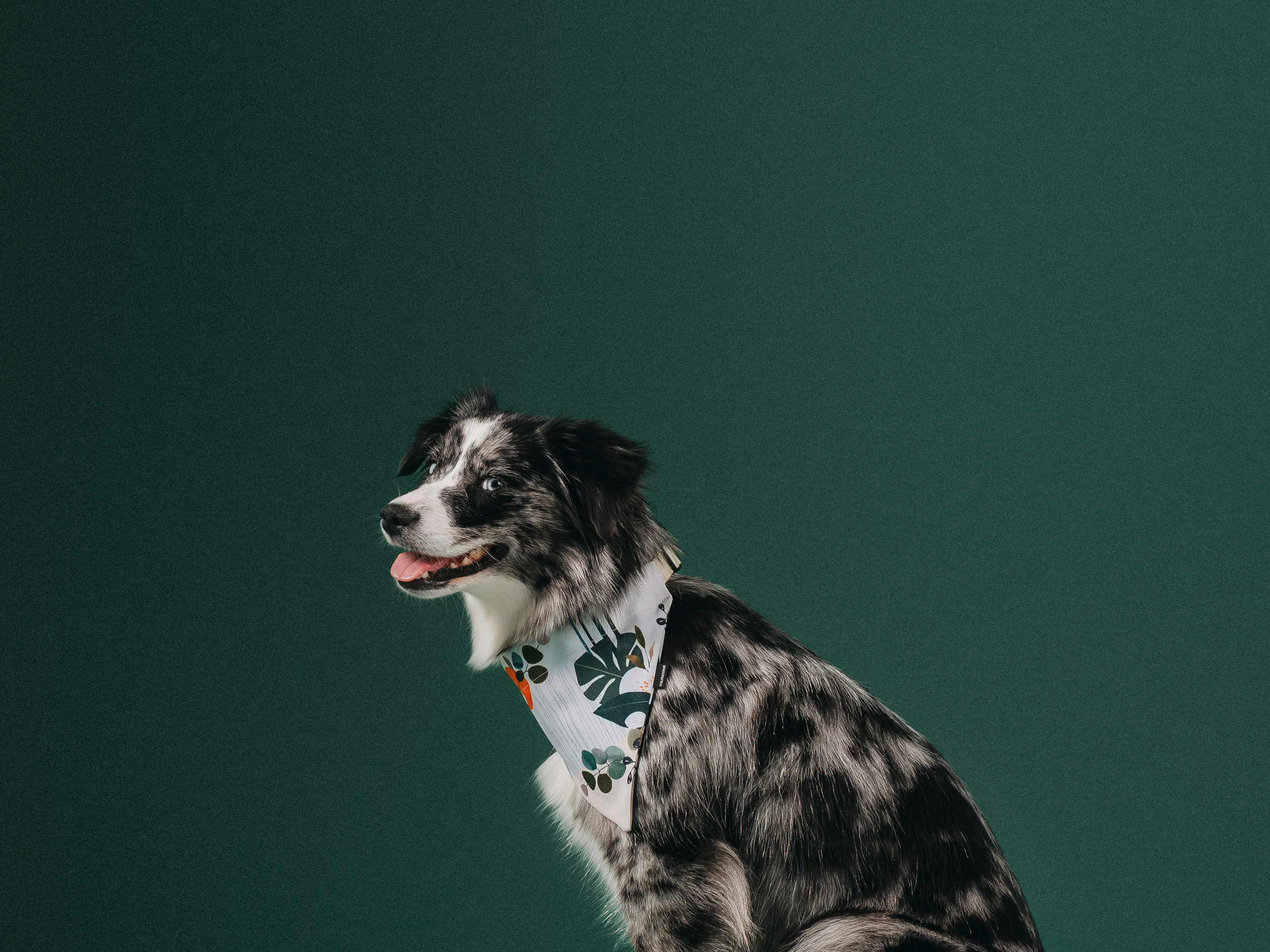 B&F. Амуниция. Семейный фотограф анималист Ананьева Мария — Москва