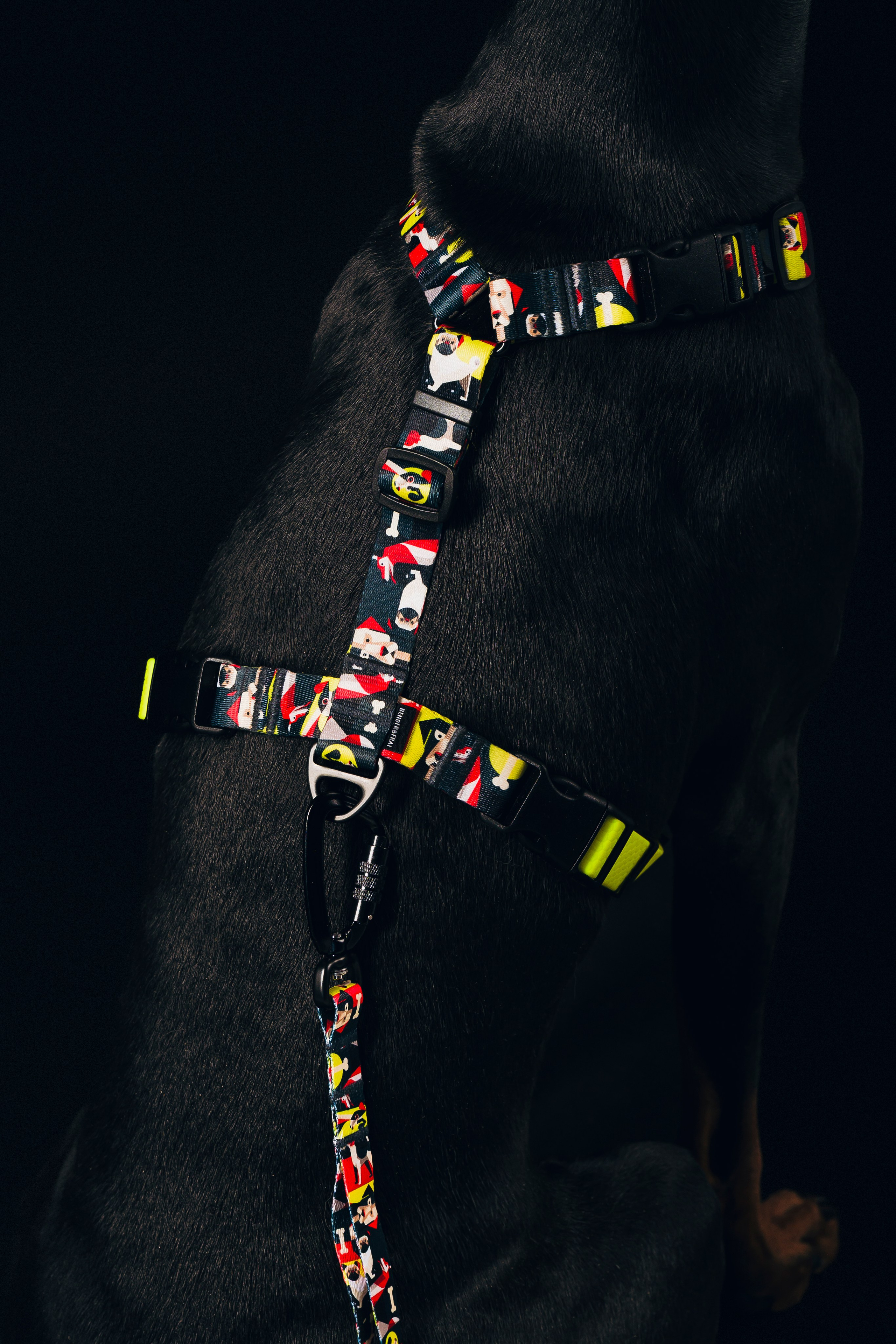 B&F. Амуниция. Семейный фотограф анималист Ананьева Мария — Москва