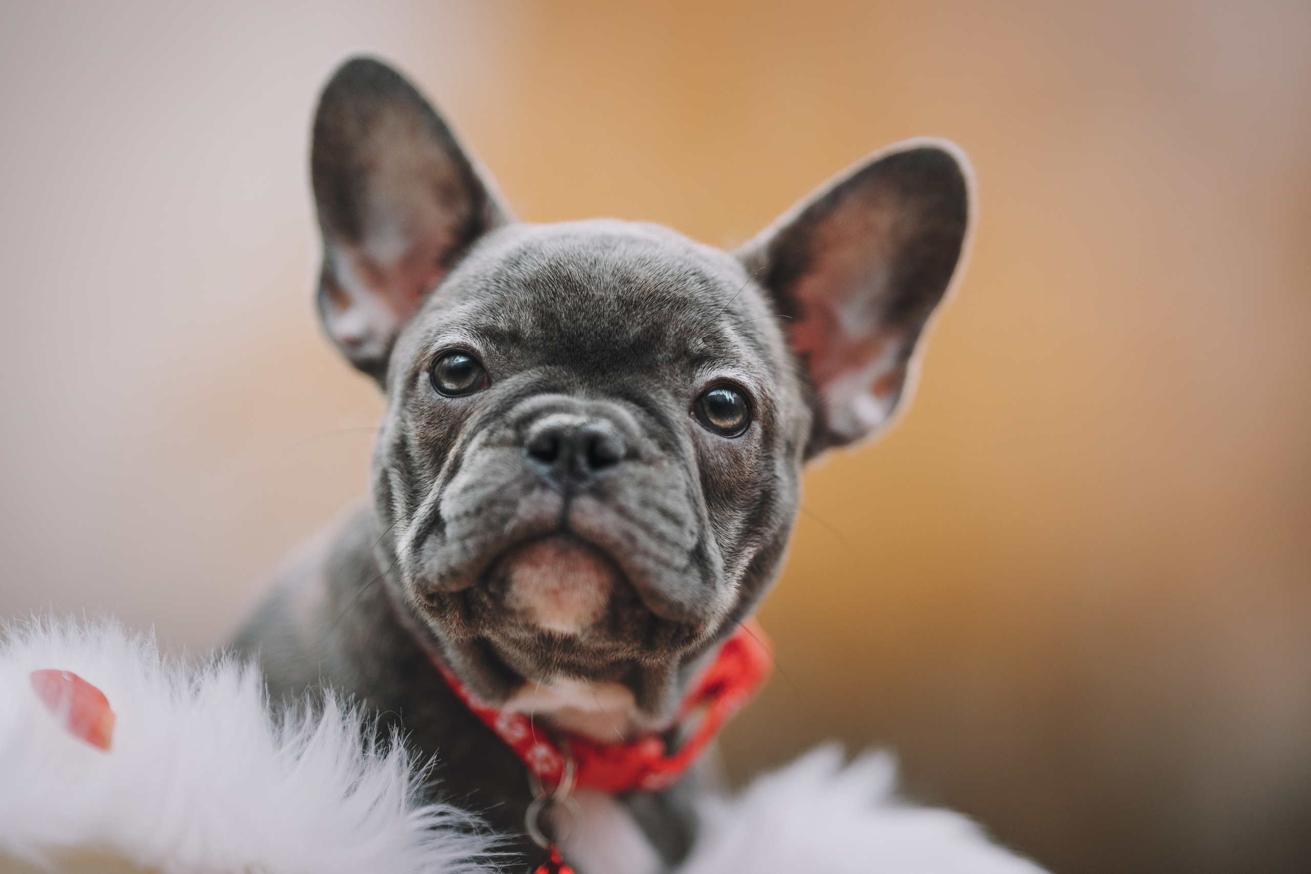 Французские бульдоги. Фотограф анималист Осипчикова Мария