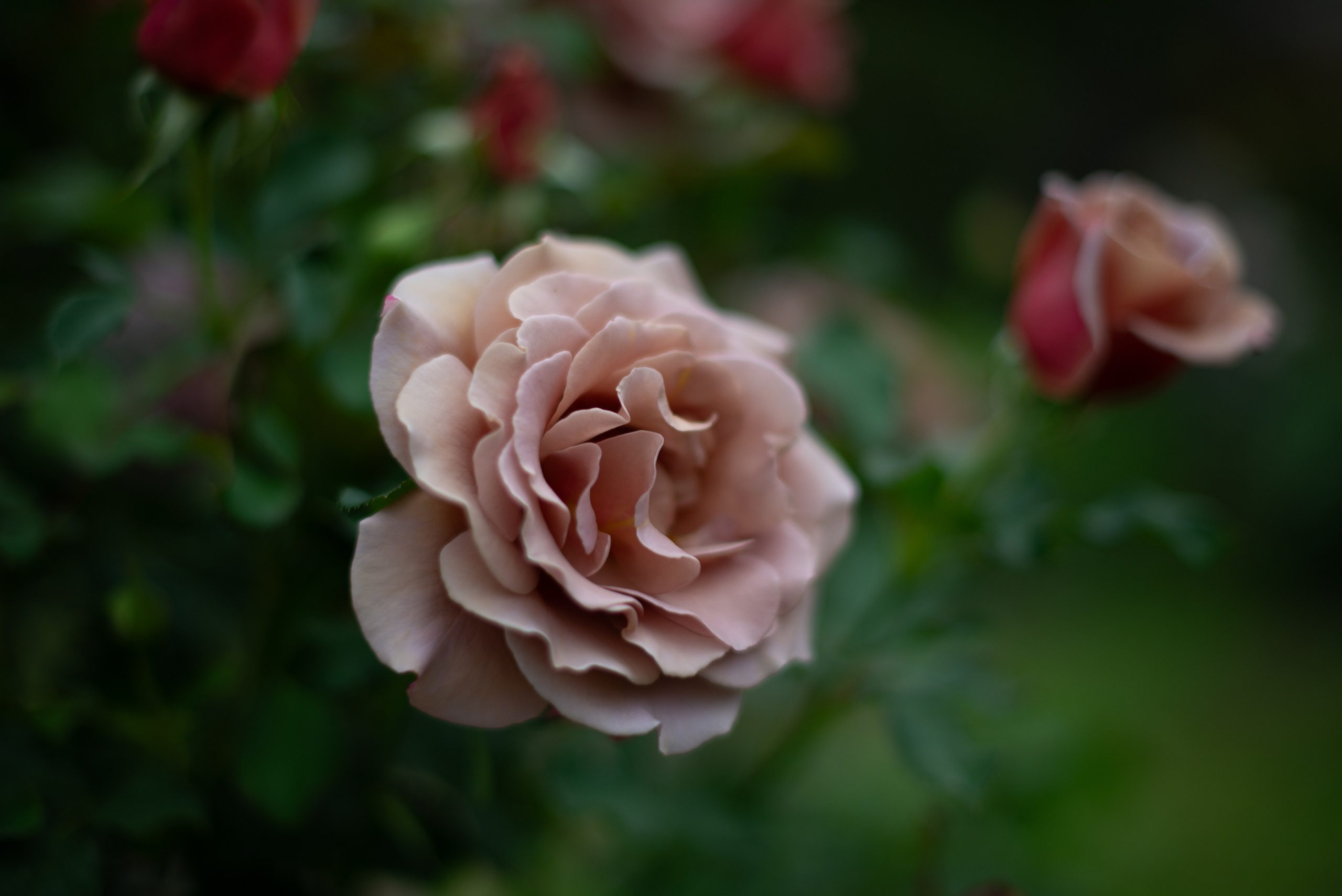 Цветы сада МГУ. Victoria Radjevna Репортажный Фотограф — Видеограф Москва • Санкт-Петербург