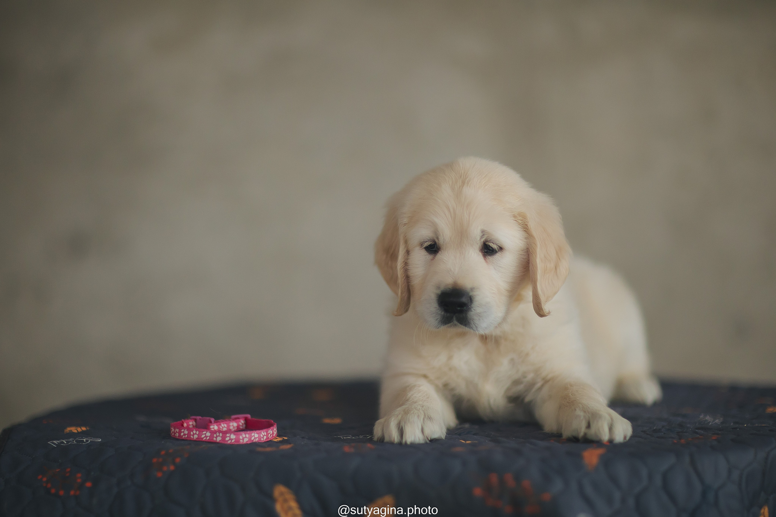 Розовый ошейник. Свадебный и женский фотограф