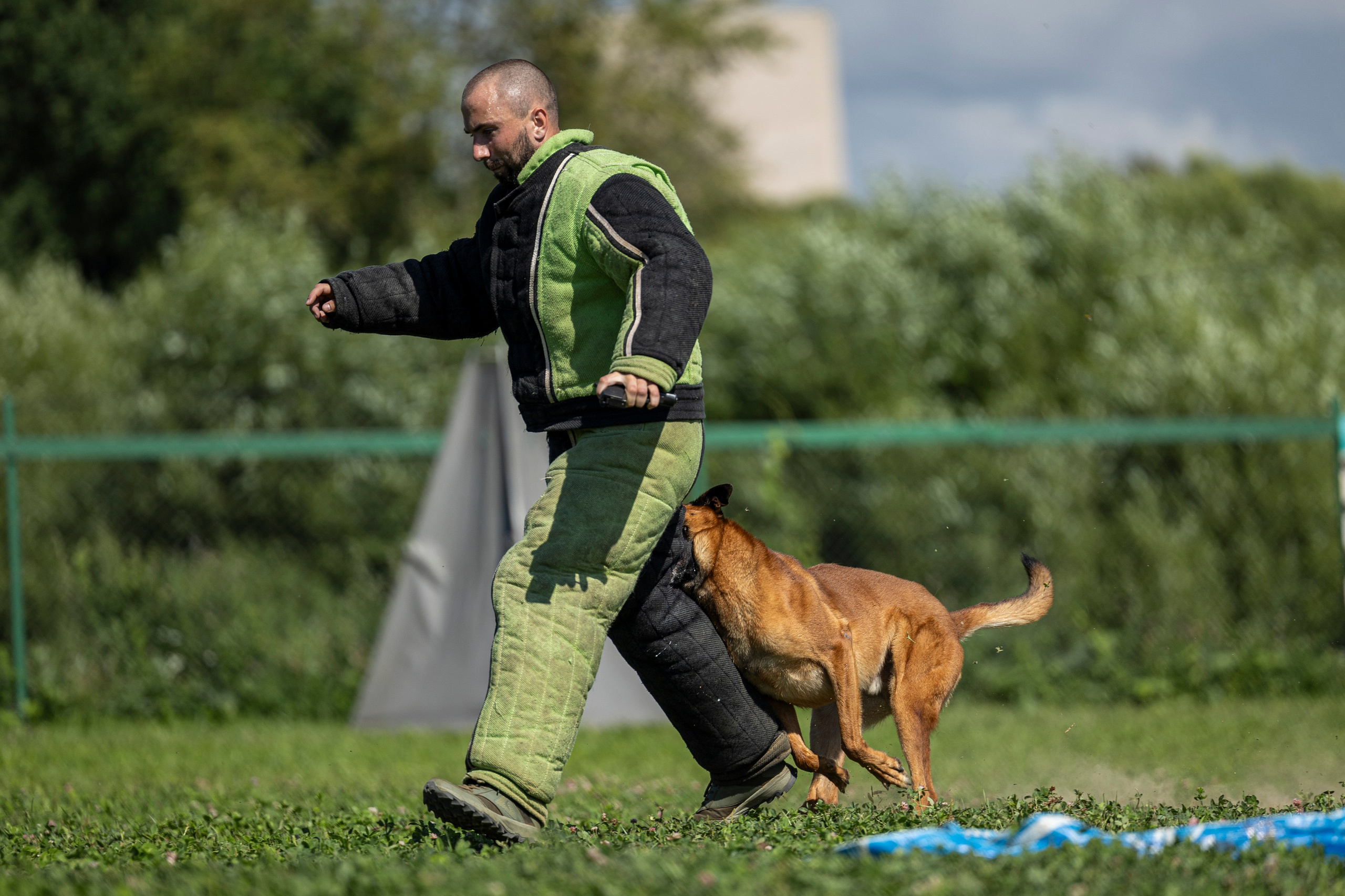 Соревнования по Мондьорингу г. Вологда 10-11.08.2024. Фотограф-анималист Анна Маринич