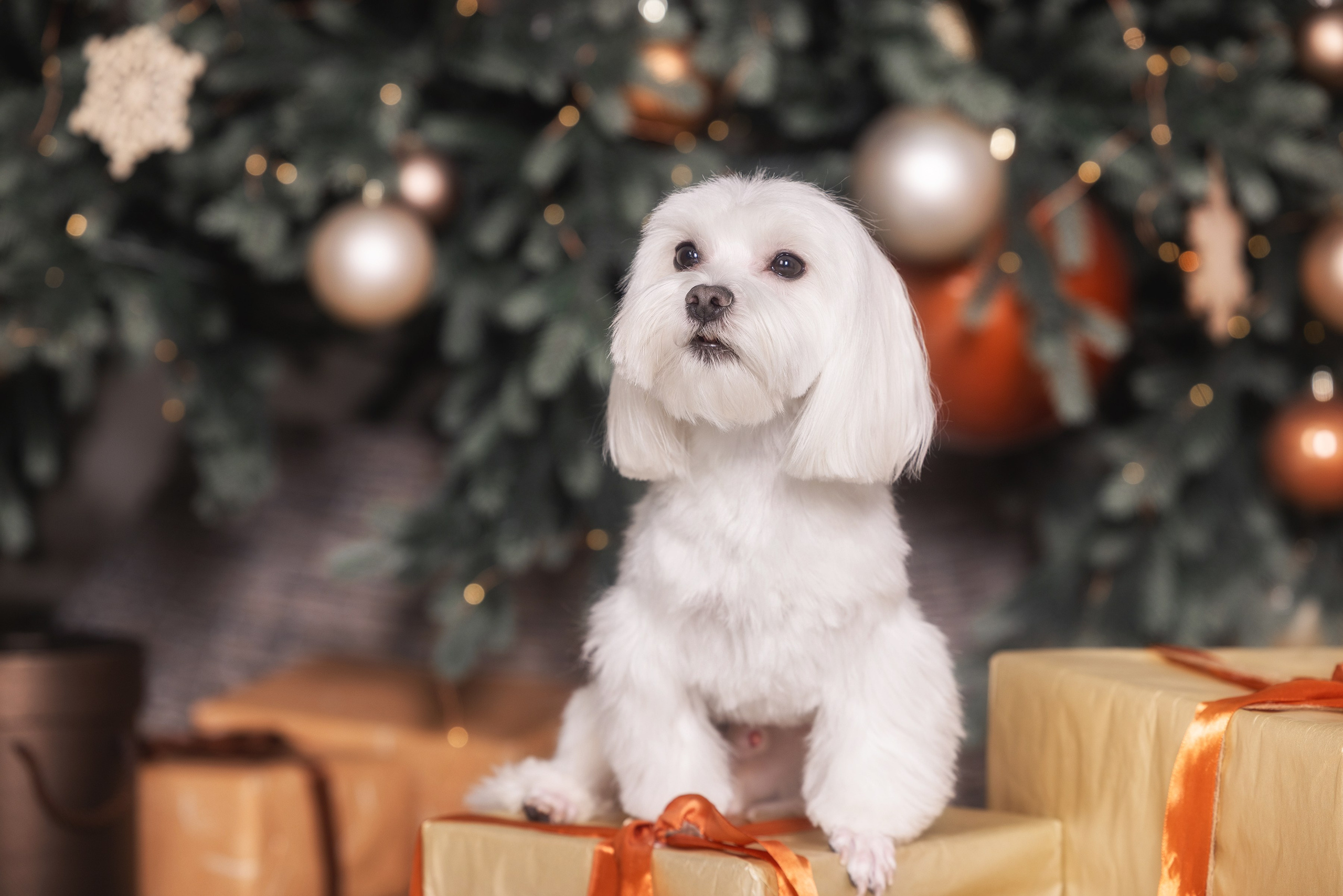 Фотограф Алена Звездина