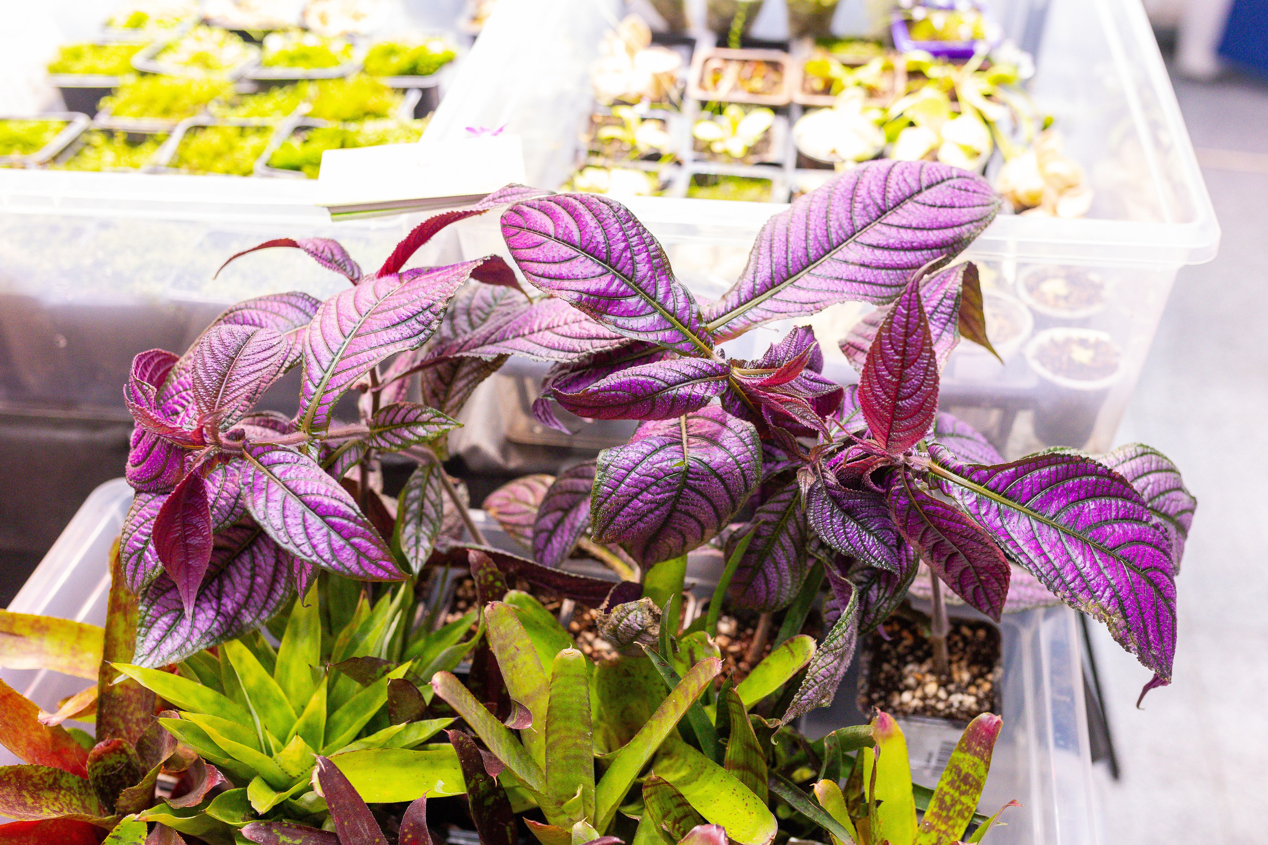 Монстериум 11–12 октября. Александра Куликова фотограф, Москва