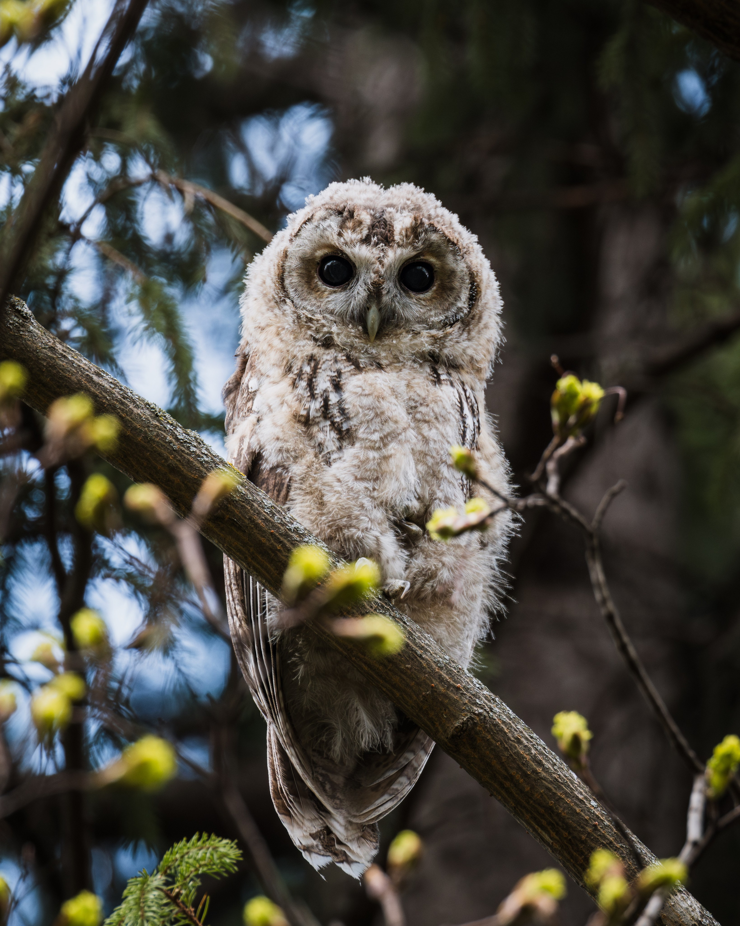 Voronezh 2025. Anton Chernov | Wildlife photographer