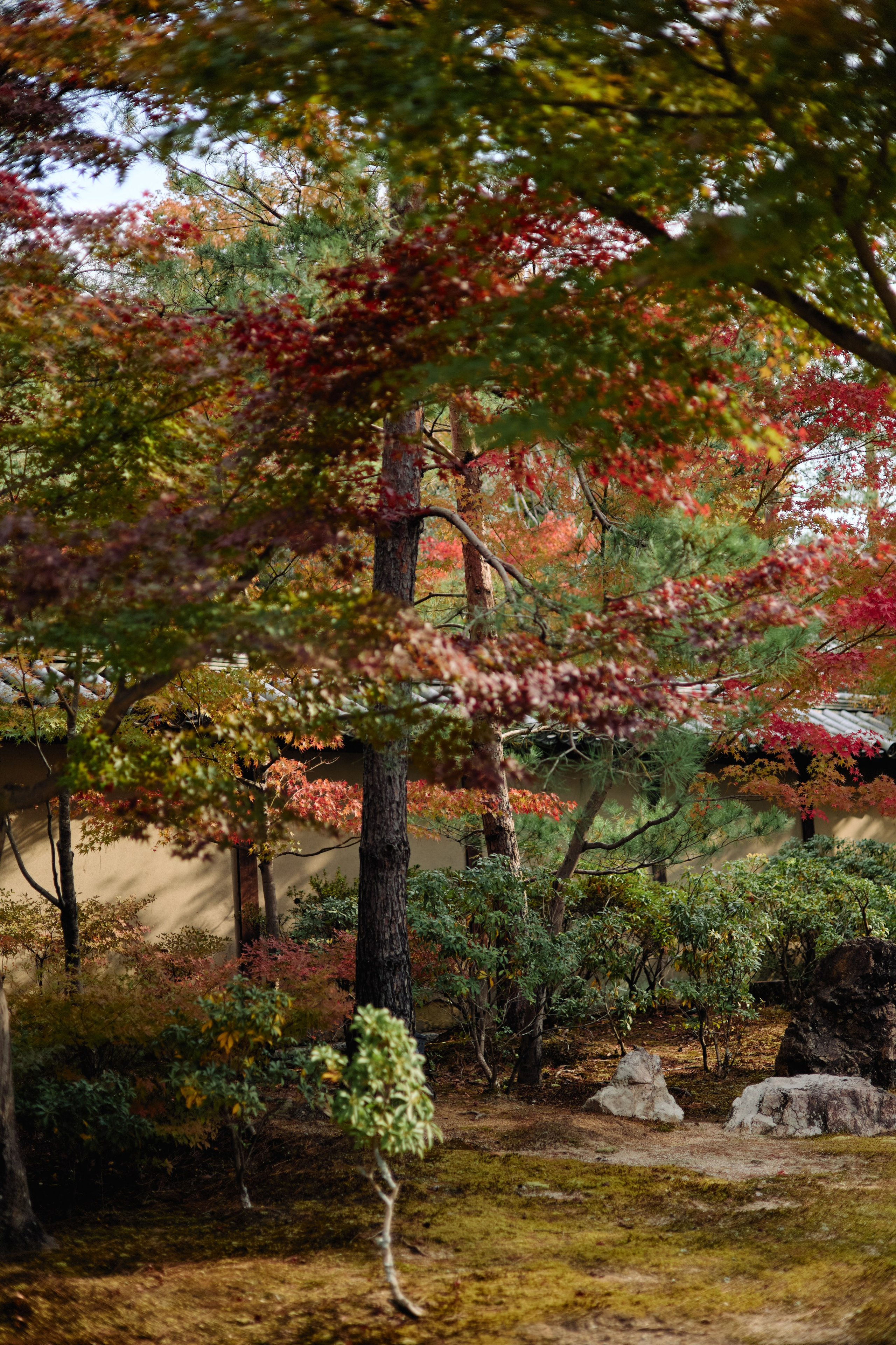 Япония. Профессиональный Фотограф во Владимире, в Москве и в Суздале — Полина Романычева