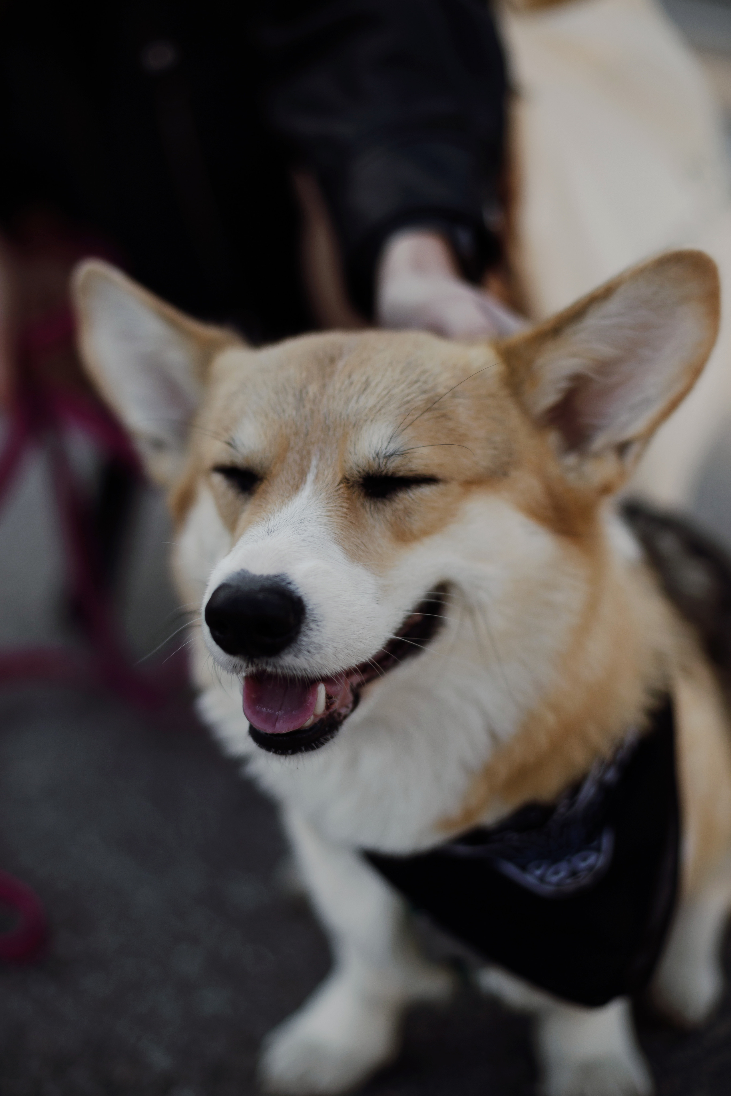 Зоя и Арья. Портретный фотограф в Санкт-Петербурге Элина Ситникова