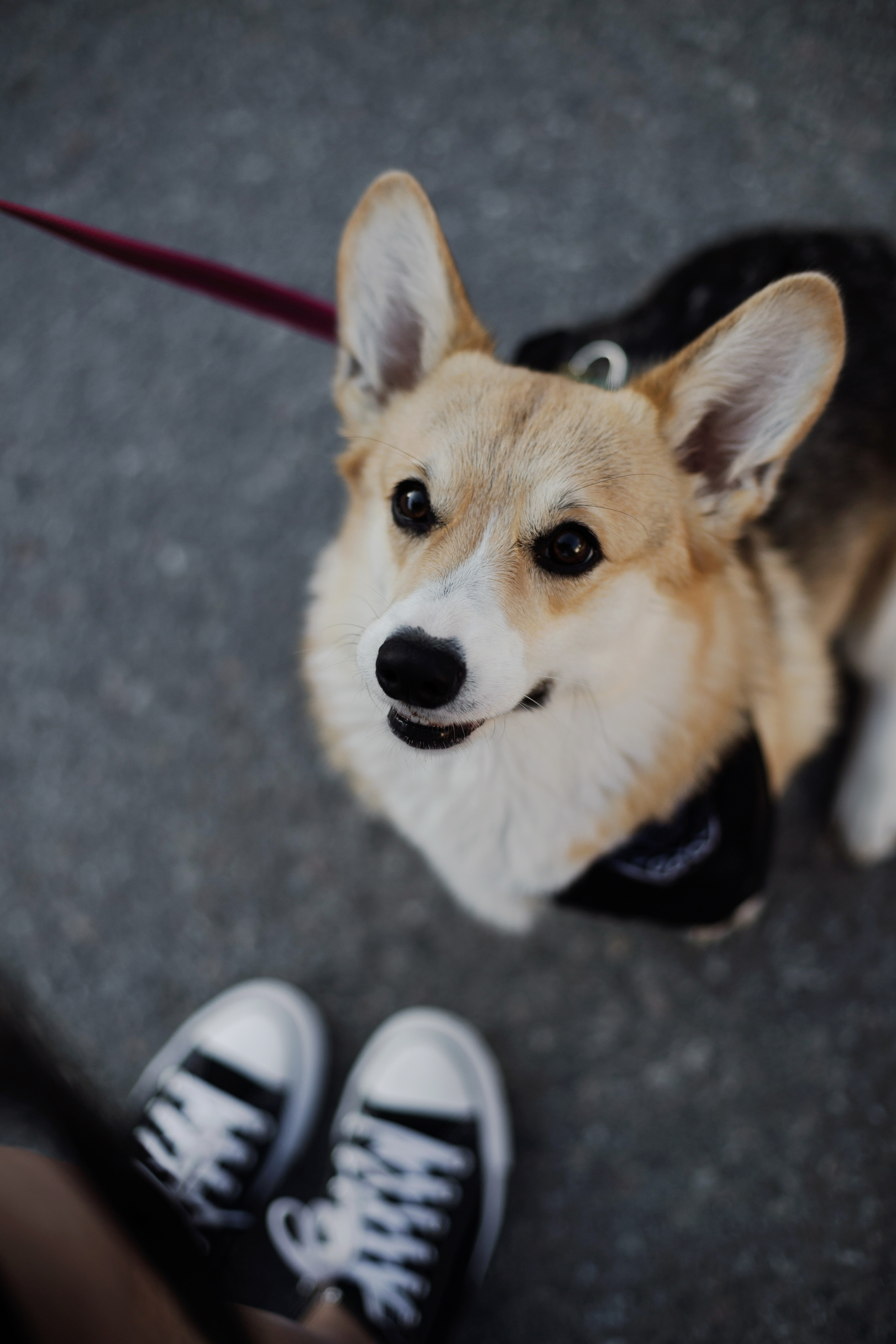 Зоя и Арья. Портретный фотограф в Санкт-Петербурге Элина Ситникова