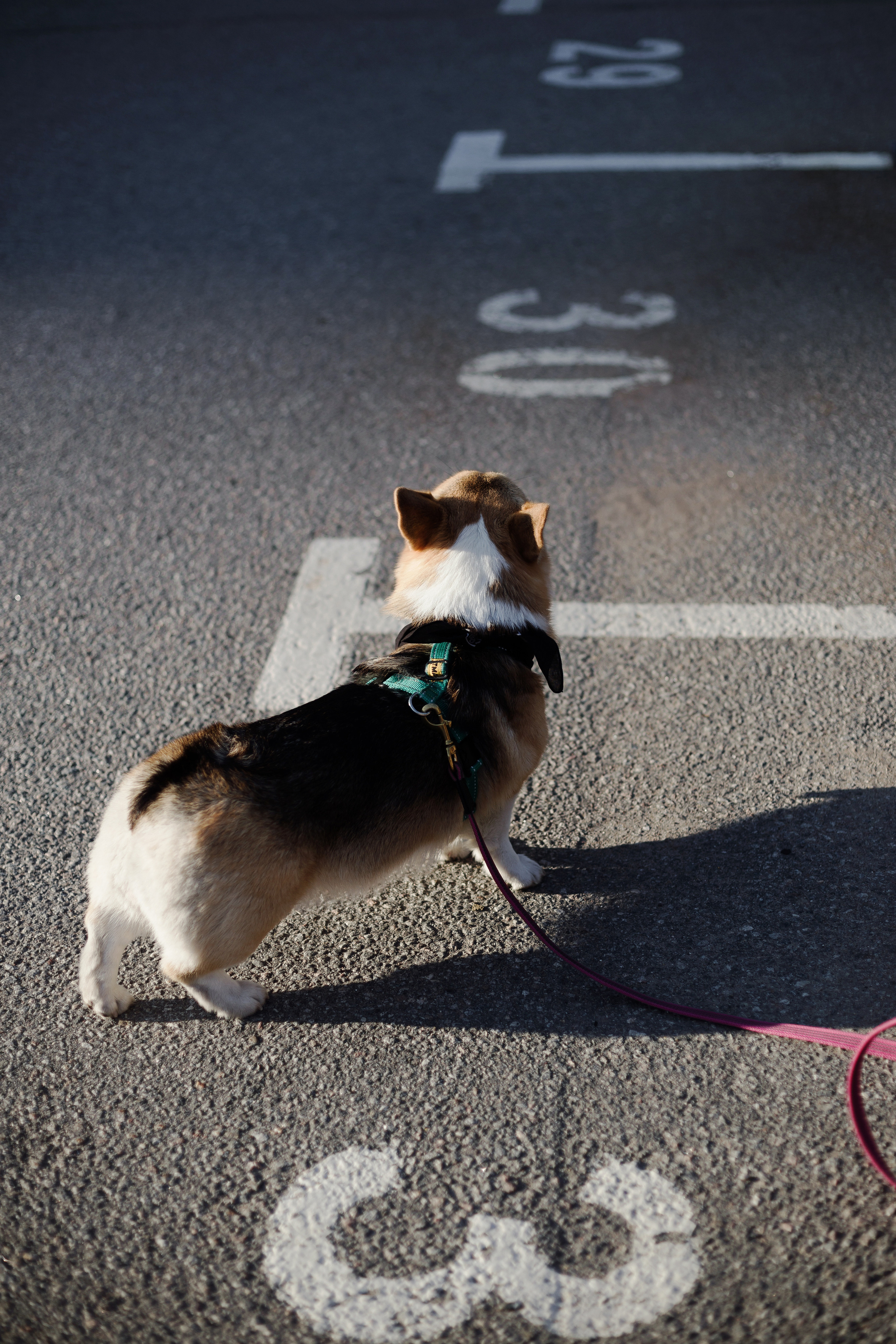 Зоя и Арья. Портретный фотограф в Санкт-Петербурге Элина Ситникова