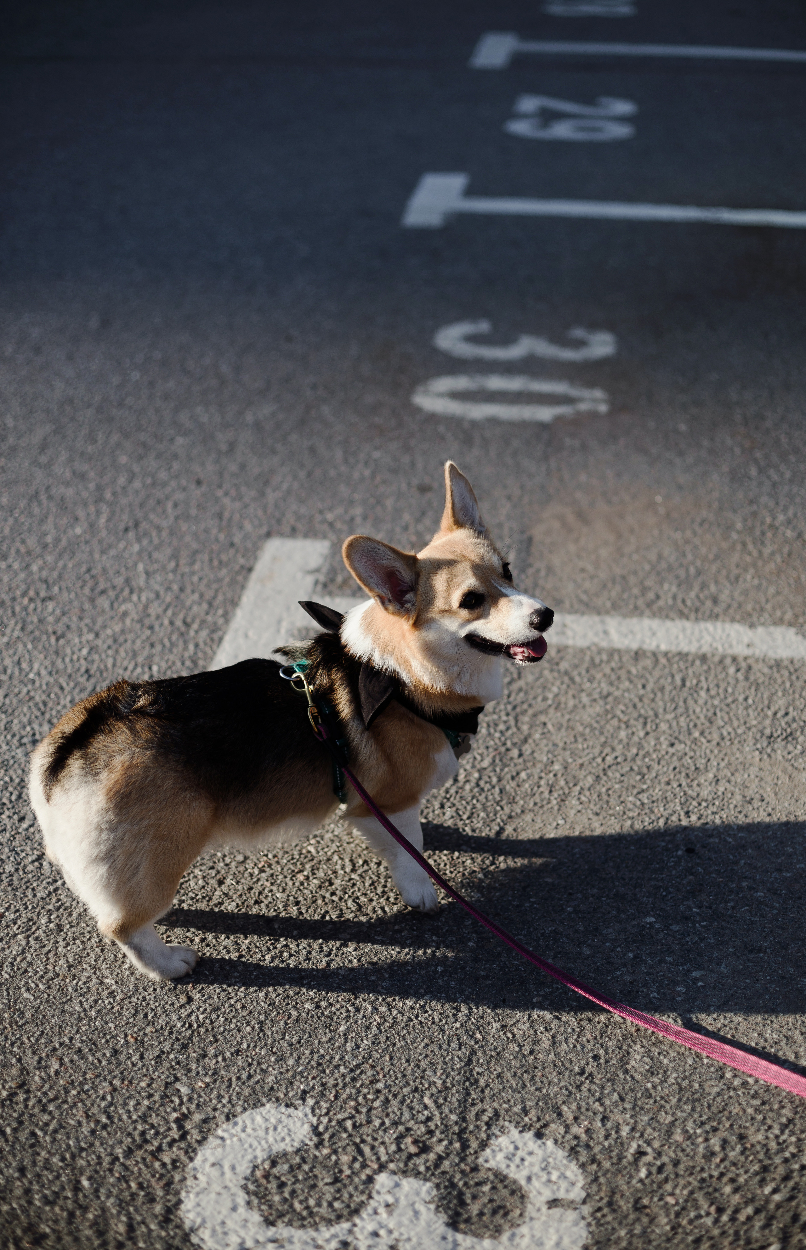 Зоя и Арья. Портретный фотограф в Санкт-Петербурге Элина Ситникова